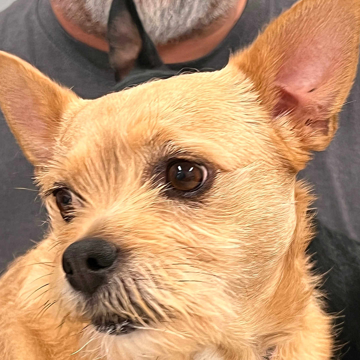 Dusti Roze is registered to the contest to win money with this photo: animal, beard, brown_fur, close_up, collar, companion, cute, dog, domestic_animal, ears, face, furry, human, indoor, looking_away, man, pet, portrait, snout, whiskers