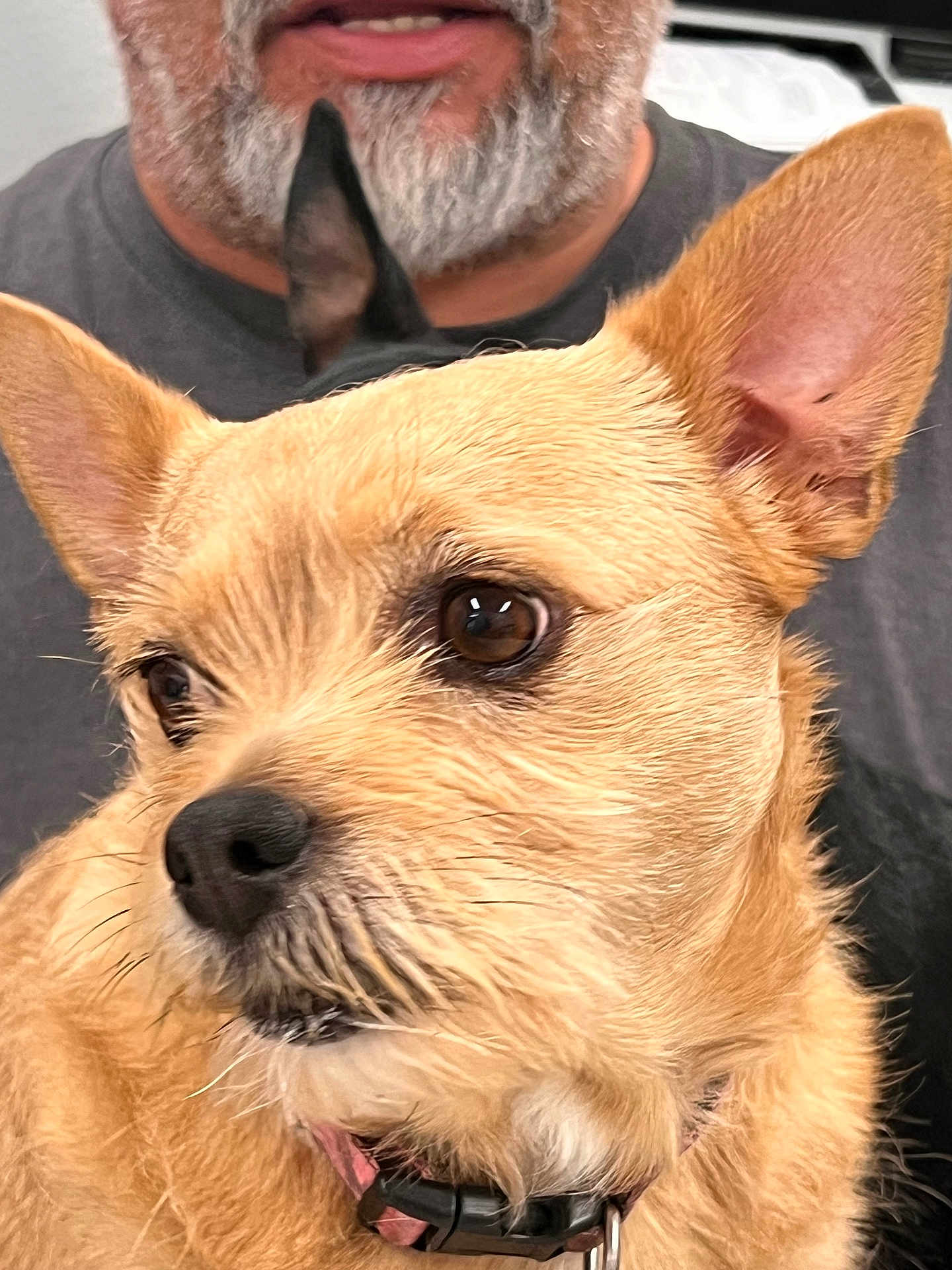 Dusti Roze is registered to the contest to win money with this photo: dog, pet, close_up, beard, man, brown_fur, ears, collar, indoor, portrait, animal, face, furry, looking_away, domestic_animal, companion, cute, snout, whiskers, human
