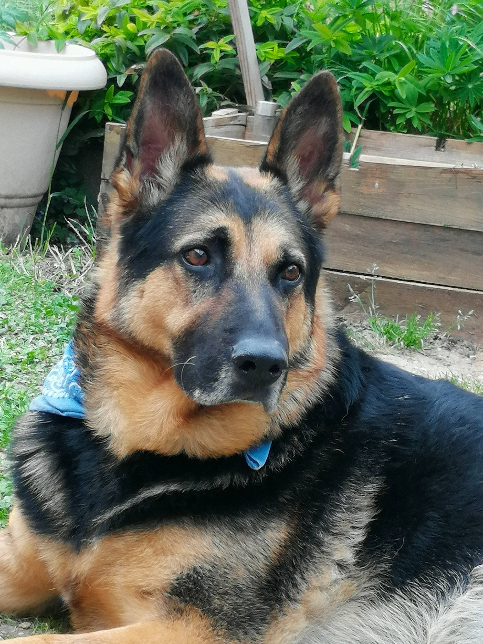 Darkan a rejoint le concours — aidez-le/la à gagner de superbes lots ! bohemian_shepherd, canidae, carnivore, dog, dog_breed, ear, east_european_shepherd, fawn, german_shepherd_dog, king_shepherd, kunming_wolfdog, mammal, old_german_shepherd_dog, police_dog, rare_breed_dog, shiloh_shepherd_dog, snout, vertebrate, wolfdog, working_dog