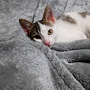 Bob joined the competition — help win amazing prizes! cat, kitten, pet, animal, feline, white, gray, blanket, soft, cozy, cute, indoor, resting, fur, ears, whiskers, nose, bed, relaxing, comfort