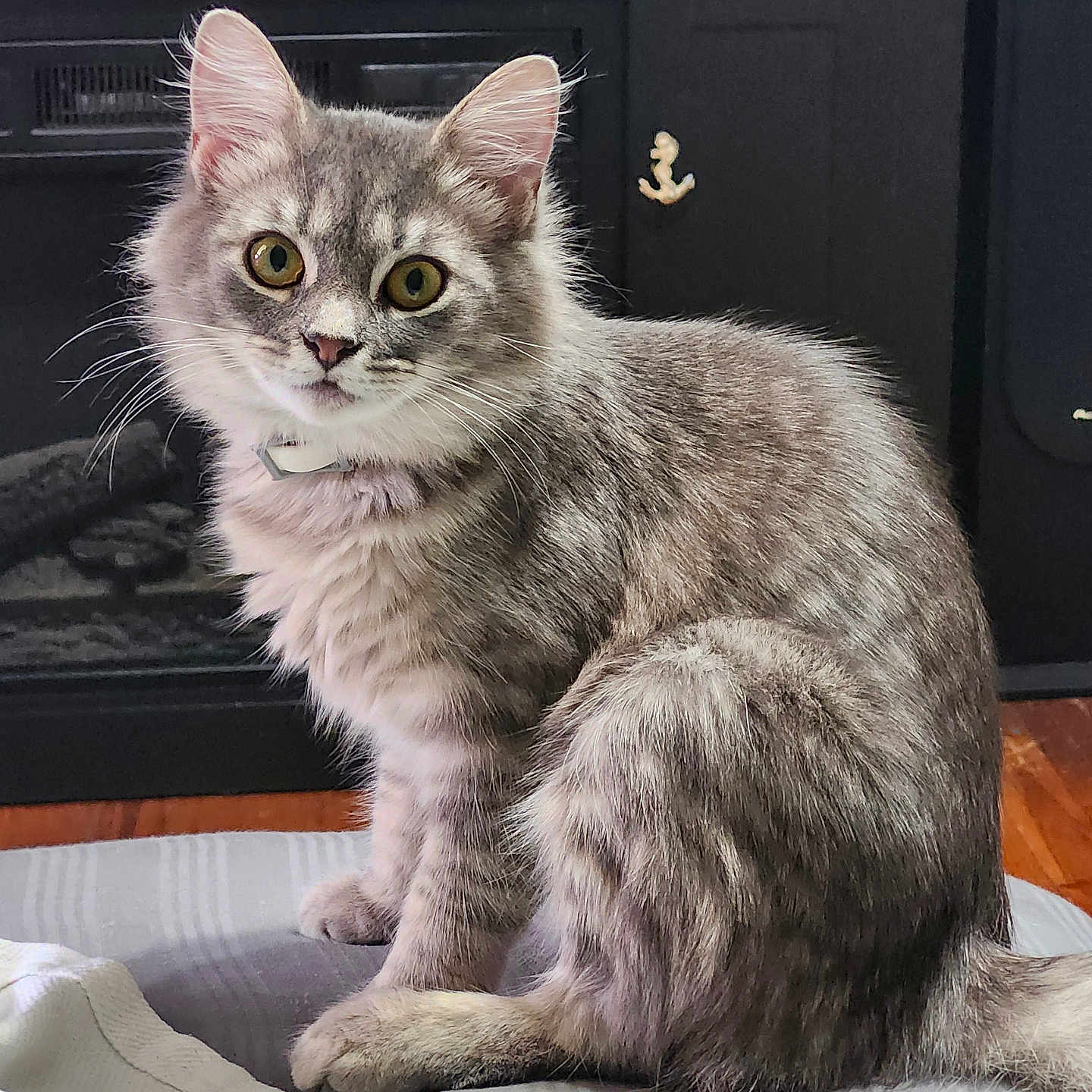 Gracie