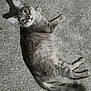 cat, gray_tabby, carpet, animal, pet, feline, indoor, laying_down, looking_up, curious, whiskers, tail, ears, fur, young_cat, resting, domestic_cat, cute, alert, wide_eyes