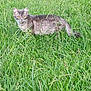 cat, gray_tabby, grass, outdoor, animal, alert, field, nature, green, fur, whiskers, tail, eyes, mammal, wildlife, pet, walking, daylight, closeup, curious