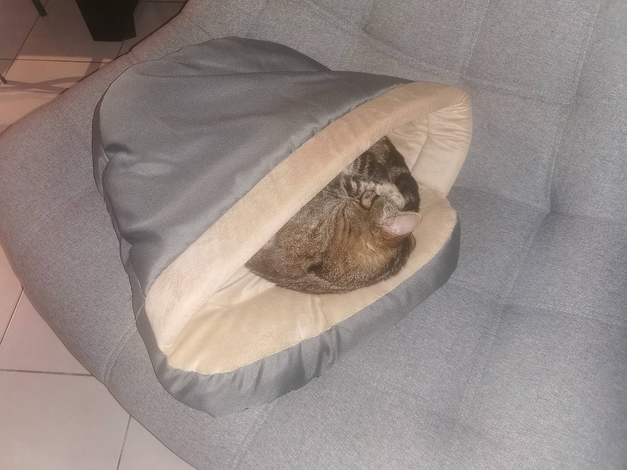 Câline participe au concours pour gagner de l'argent avec cette photo : carnivore, cat, cat_bed, cat_supply, comfort, felidae, nap, pet_supply, sleep, slipcover, small_to_medium_sized_cats, whiskers