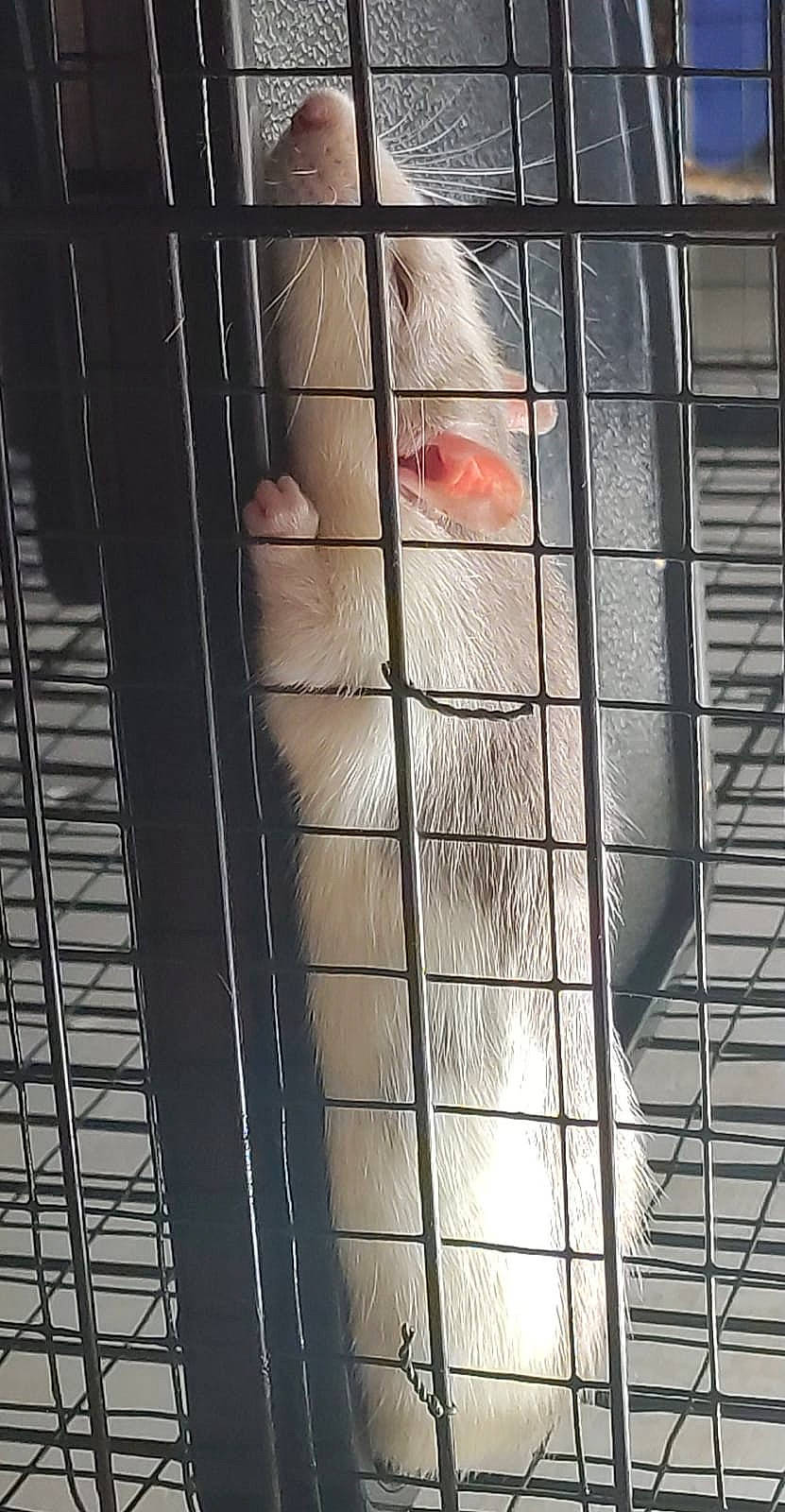 Tofu participe au concours pour gagner de l'argent avec cette photo : animal_shelter, beak, cage, feather, felidae, fur, glass, mammal, mesh, metal, net, pattern, pet_supply, small_to_medium_sized_cats, snout, tail, vertebrate, whiskers, wildlife, wood