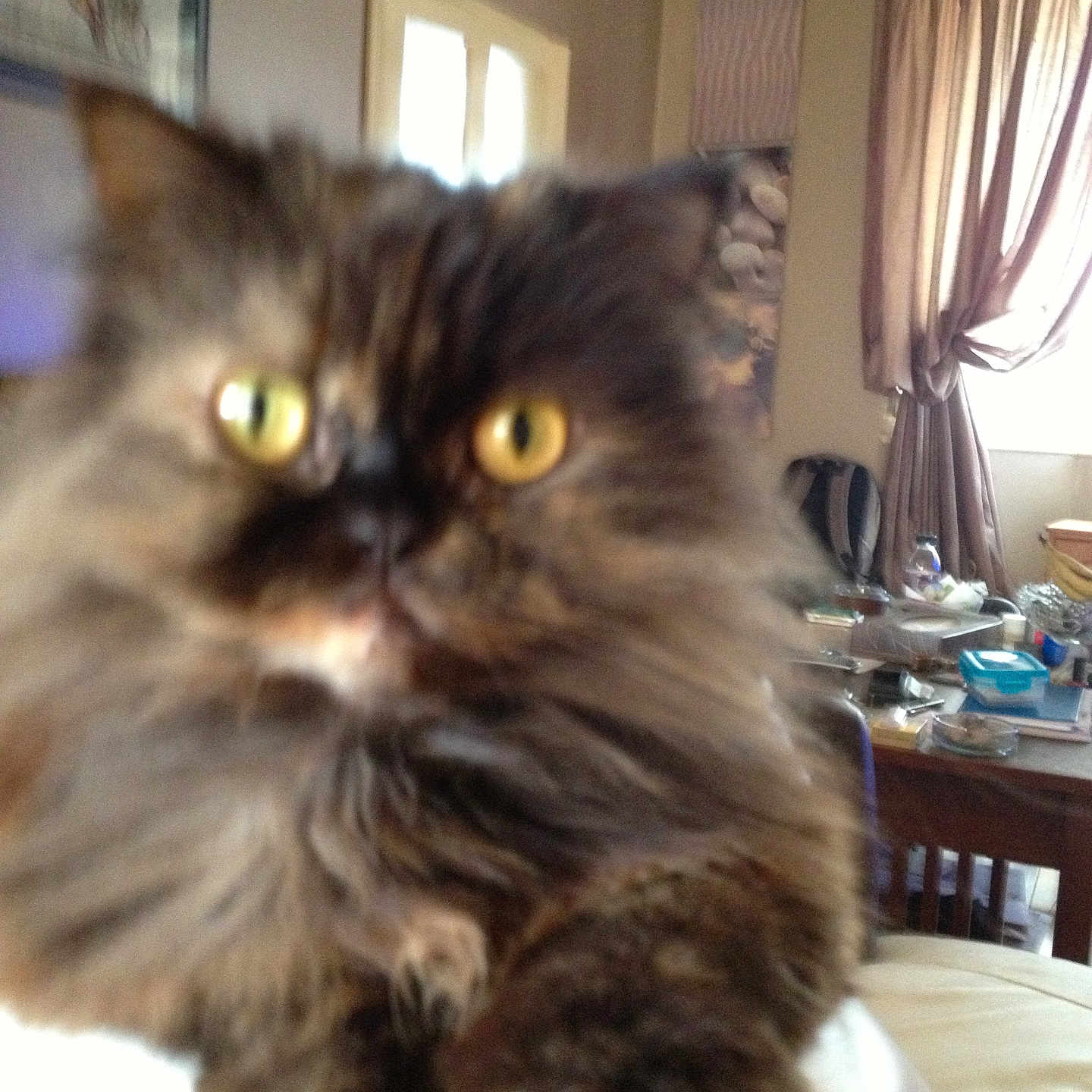 Tehya