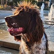 Raikou participe au concours pour gagner de l'argent avec cette photo : dog, water, fountain, outdoor, sunlight, animal, pet, brown_fur, white_fur, long_hair, tongue_out, collar, portrait, nature, happy, side_view, wet_surface, park, summer, canine