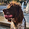 dog, water, fountain, outdoor, sunlight, animal, pet, brown_fur, white_fur, long_hair, tongue_out, collar, portrait, nature, happy, side_view, wet_surface, park, summer, canine