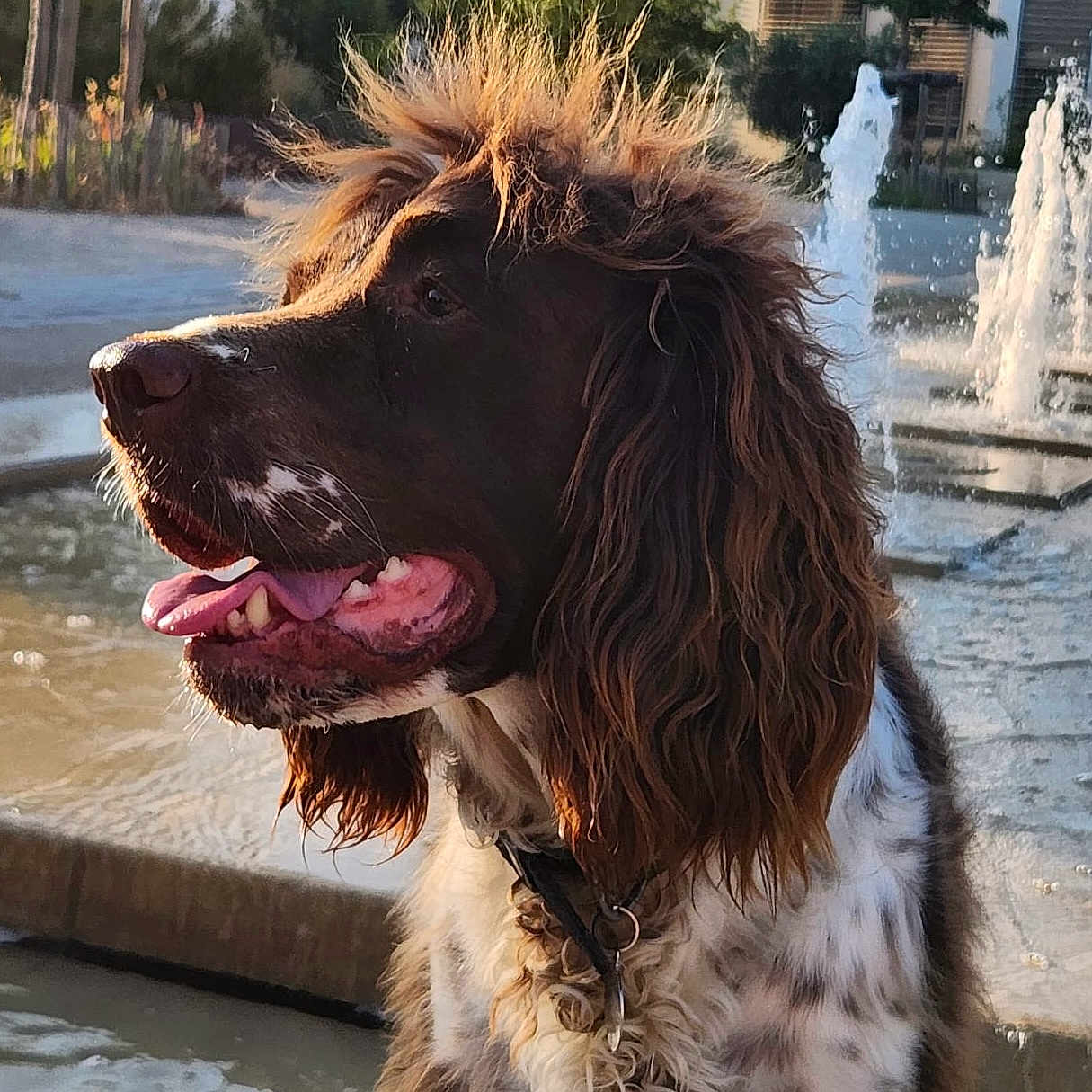 Raikou participe au concours pour gagner de l'argent avec cette photo : dog, water, fountain, outdoor, sunlight, animal, pet, brown_fur, white_fur, long_hair, tongue_out, collar, portrait, nature, happy, side_view, wet_surface, park, summer, canine