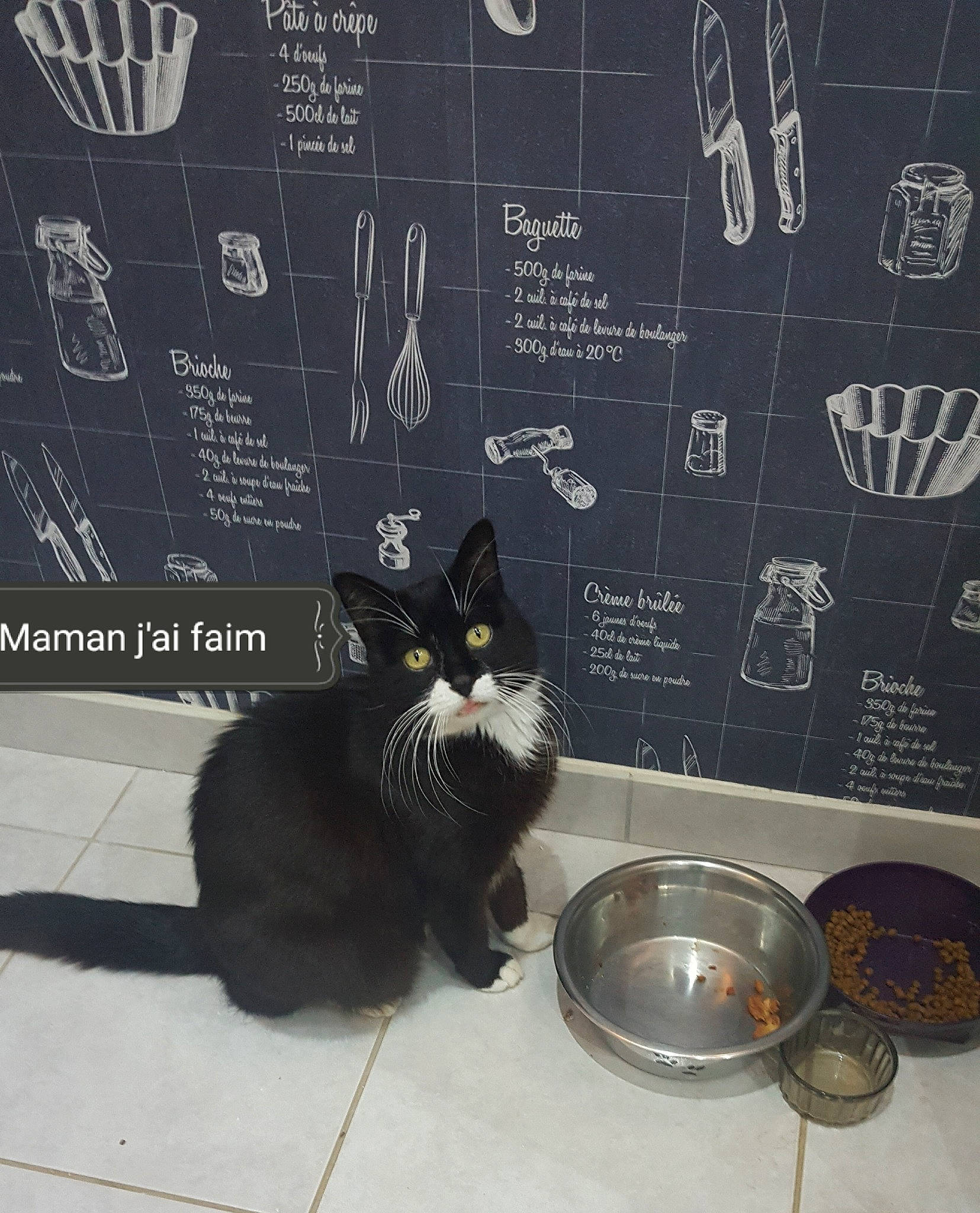 Chausette participe au concours pour gagner de l'argent avec cette photo : black_cat, blackboard, carnivore, cat, domestic_short_haired_cat, european_shorthair, felidae, kitten, photo_caption, polydactyl_cat, room, small_to_medium_sized_cats, tile, whiskers