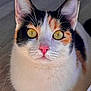 cat, calico_cat, feline, pet, whiskers, pink_nose, golden_eyes, close_up, portrait, fur, ears, domestic_animal, curious, indoor, face, looking_up, white_fur, black_fur, orange_fur, soft_texture