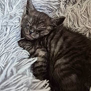 Smokey is registered to the contest to win money with this photo: kitten, cat, sleeping, fluffy, blanket, cozy, nap, fur, tabby, cute, pet, animal, feline, soft, resting, domestic_animal, closeup, indoor, comfort, young