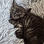 kitten, cat, sleeping, fluffy, blanket, cozy, nap, fur, tabby, cute, pet, animal, feline, soft, resting, domestic_animal, closeup, indoor, comfort, young