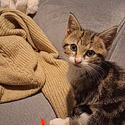 Apache participe au concours pour gagner de l'argent avec cette photo : kitten, cat, tabby, toy, mouse_toy, couch, blanket, knitted_blanket, indoor, pet, animal, fur, whiskers, curious, cute, small, domestic_cat, playful, sitting, cozy