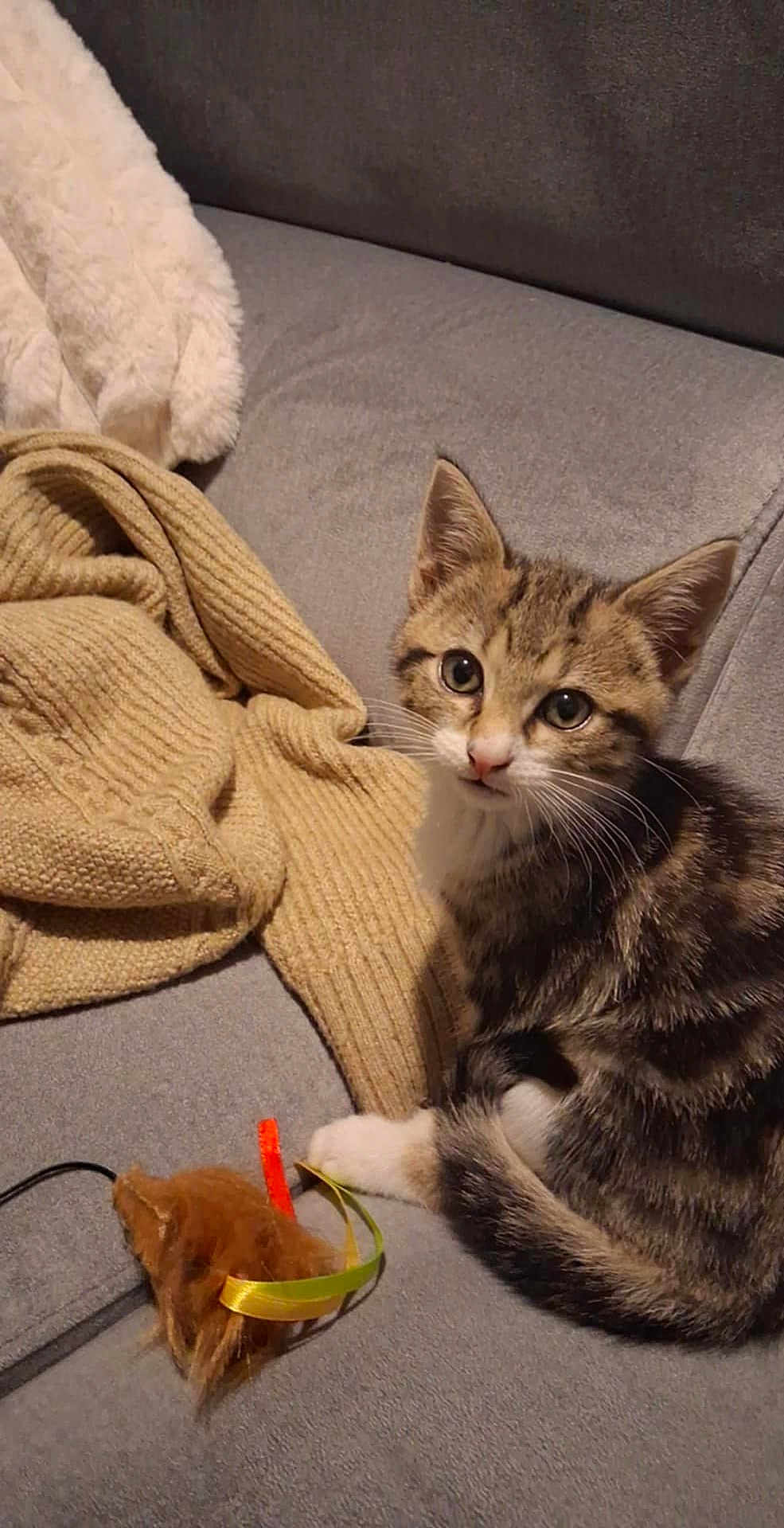 Apache participe au concours pour gagner de l'argent avec cette photo : kitten, cat, tabby, toy, mouse_toy, couch, blanket, knitted_blanket, indoor, pet, animal, fur, whiskers, curious, cute, small, domestic_cat, playful, sitting, cozy