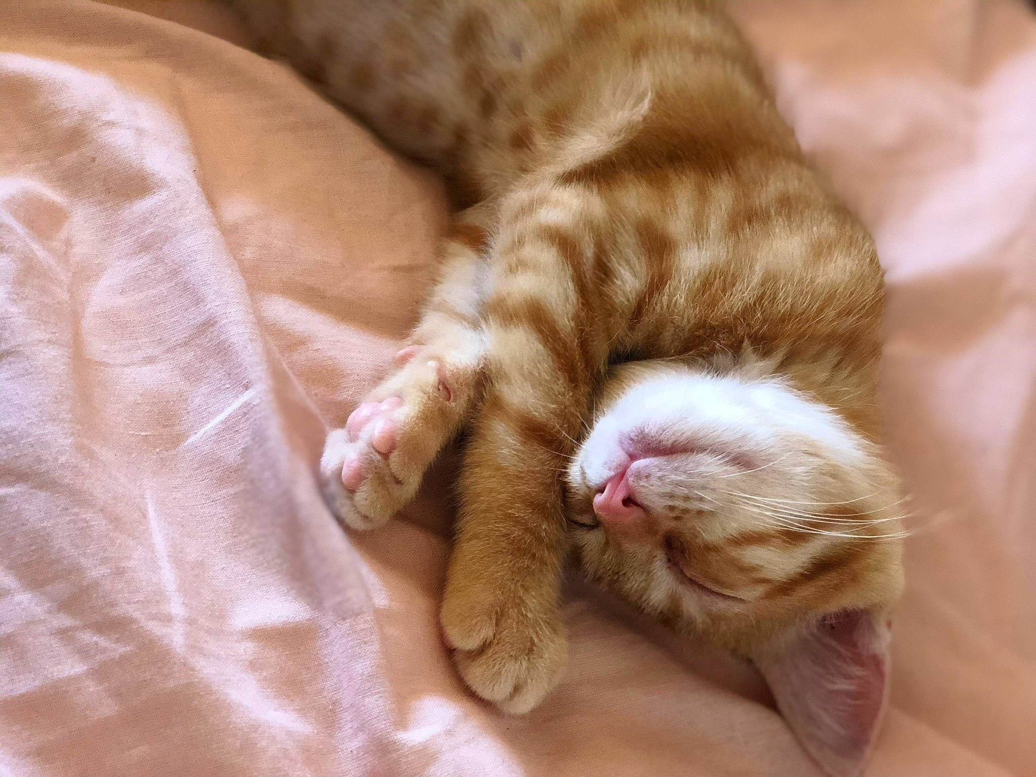 Kenzo a rejoint le concours — aidez-le/la à gagner de superbes lots ! carnivore, cat, claw, comfort, domestic_short_haired_cat, ear, eye, fawn, felidae, foot, fur, human_leg, nap, paw, sleep, small_to_medium_sized_cats, snout, tail, terrestrial_animal, whiskers