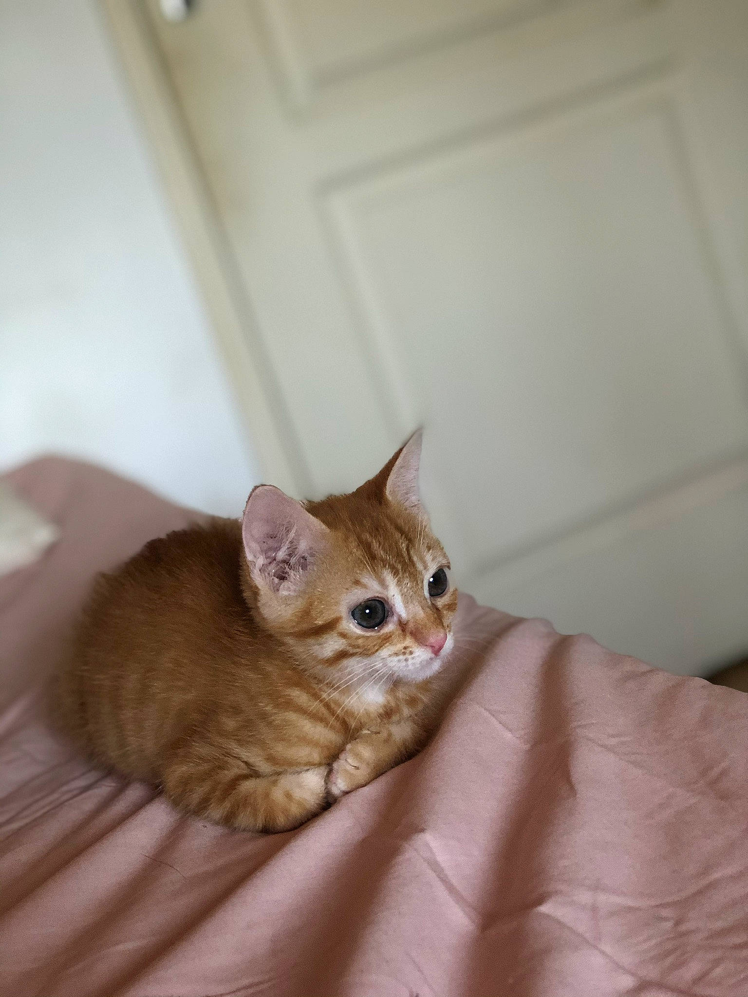 Kenzo a rejoint le concours — aidez-le/la à gagner de superbes lots ! carnivore, cat, cat_supply, comfort, domestic_short_haired_cat, door, ear, fawn, felidae, flooring, fur, hardwood, linens, paw, room, small_to_medium_sized_cats, snout, tail, whiskers, wood