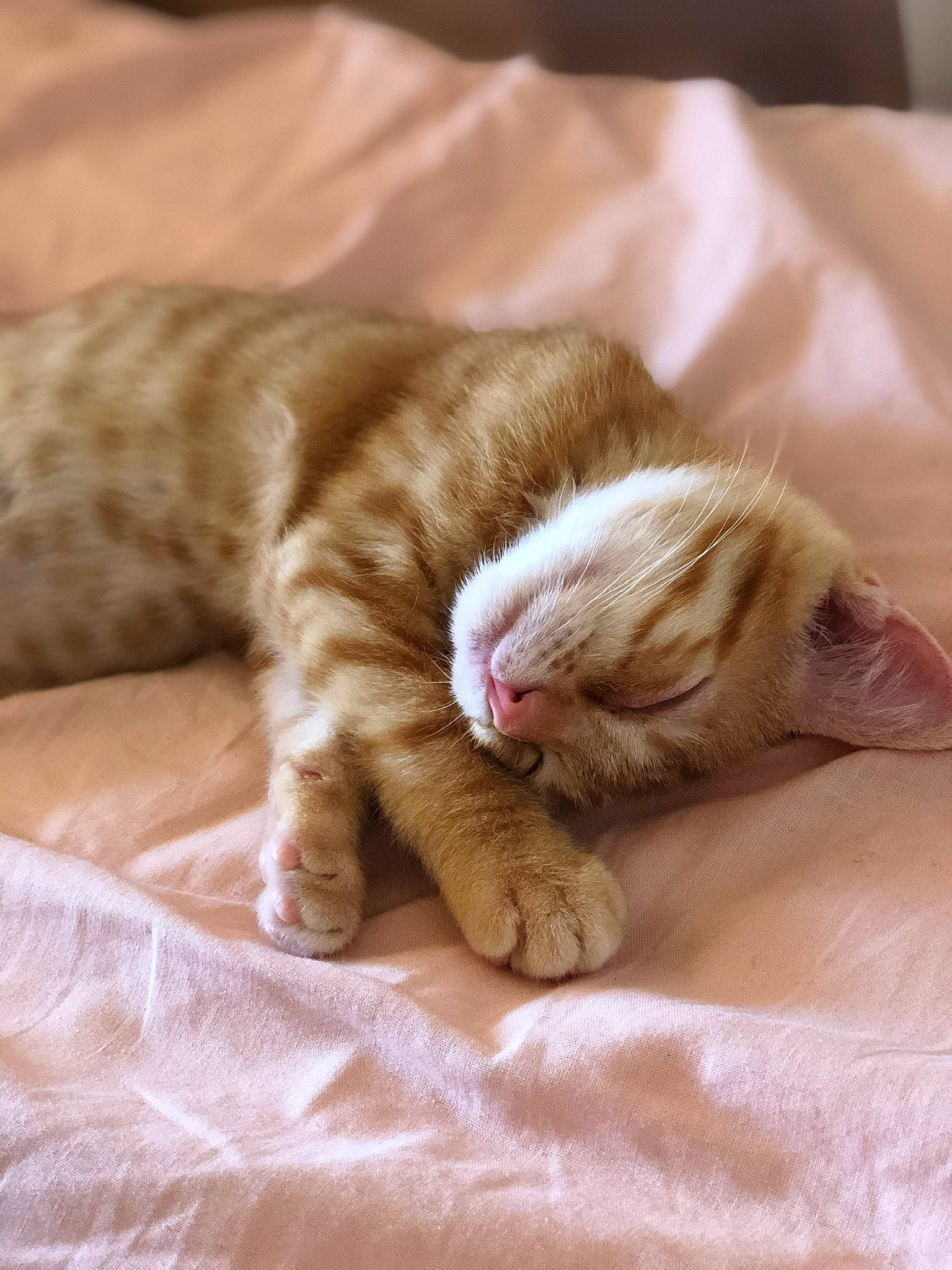 Kenzo participe au concours pour gagner de l'argent avec cette photo : carnivore, cat, claw, comfort, domestic_short_haired_cat, fawn, felidae, fur, human_leg, linens, nap, paw, sleep, small_to_medium_sized_cats, snout, tail, vertebrate, whiskers, wood