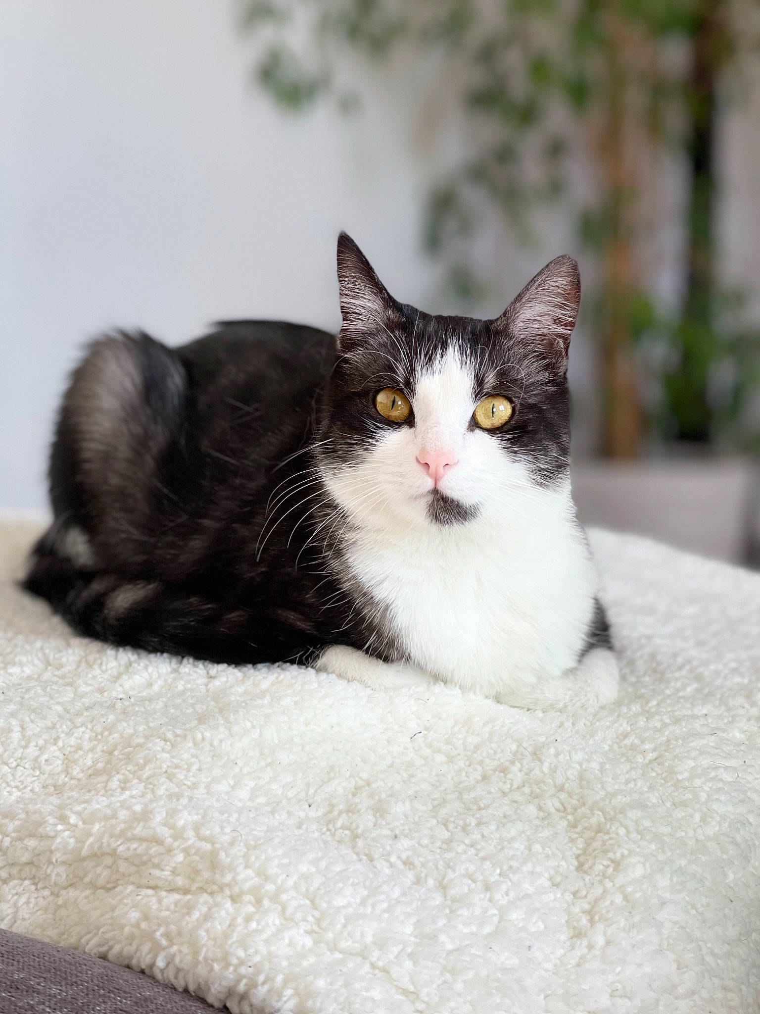 Skylie participe au concours pour gagner de l'argent avec cette photo : carnivore, cat, comfort, domestic_short_haired_cat, felidae, fur, grey, human_body, monochrome_photography, paw, sitting, small_to_medium_sized_cats, snout, tail, terrestrial_animal, tree, whiskers