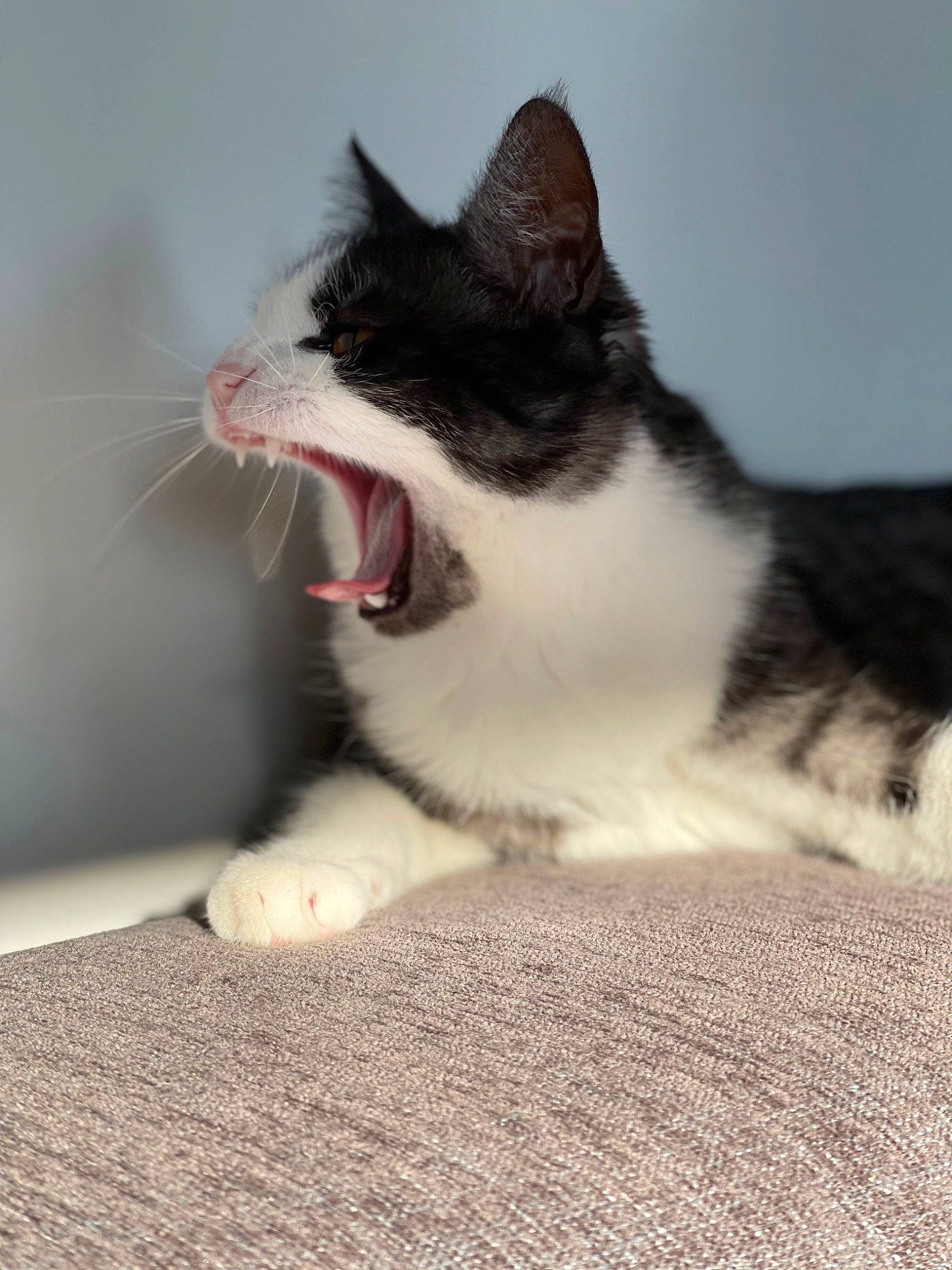 Skylie a rejoint le concours — aidez-le/la à gagner de superbes lots ! carnivore, cat, claw, domestic_short_haired_cat, fang, felidae, foot, fur, grey, jaw, paw, roar, small_to_medium_sized_cats, snout, tail, whiskers, window, yawn