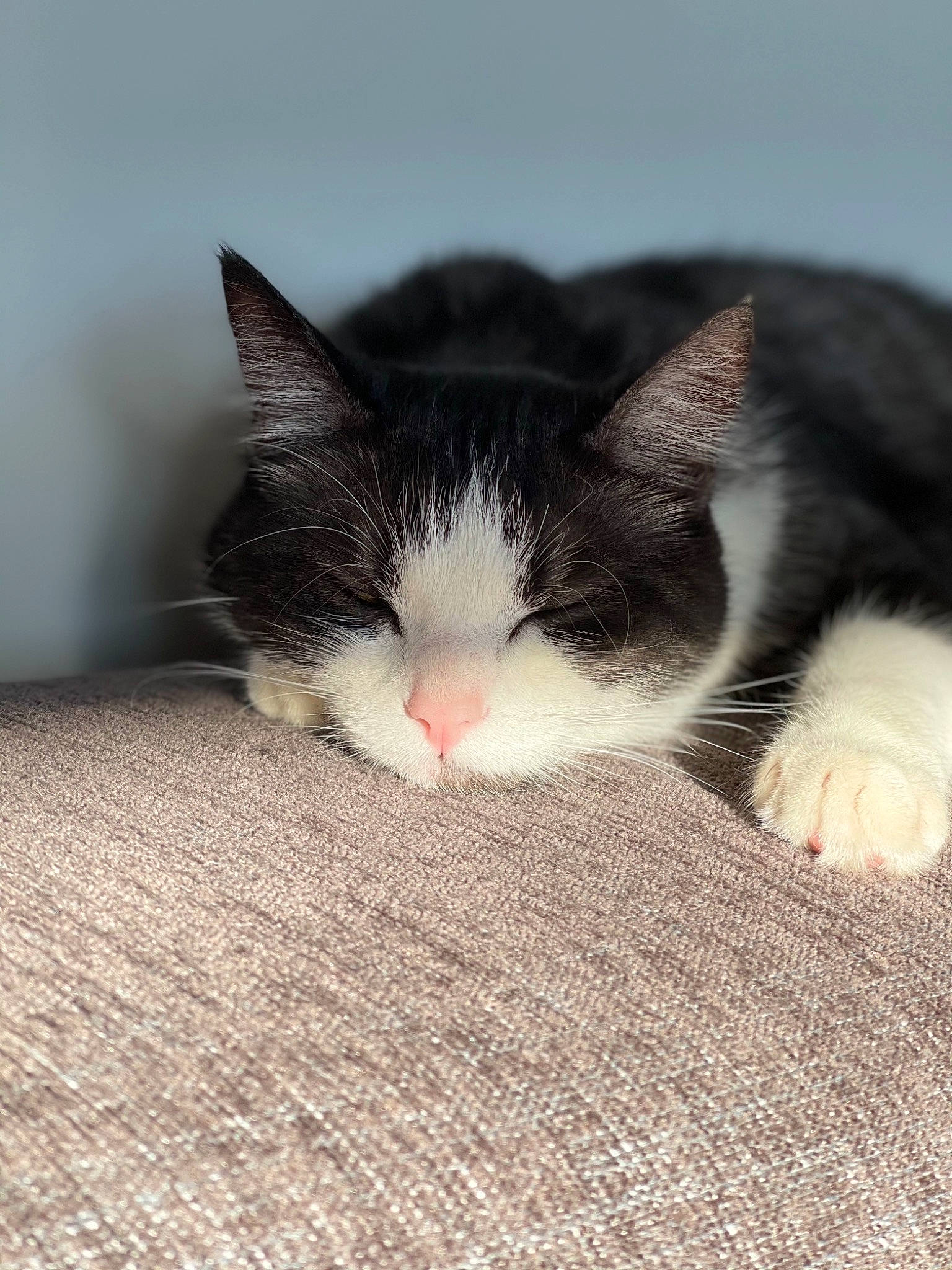 Skylie a rejoint le concours — aidez-le/la à gagner de superbes lots ! carmine, carnivore, cat, claw, comfort, domestic_short_haired_cat, felidae, flooring, fur, grey, nap, paw, sky, sleep, small_to_medium_sized_cats, snout, tail, whiskers, wood