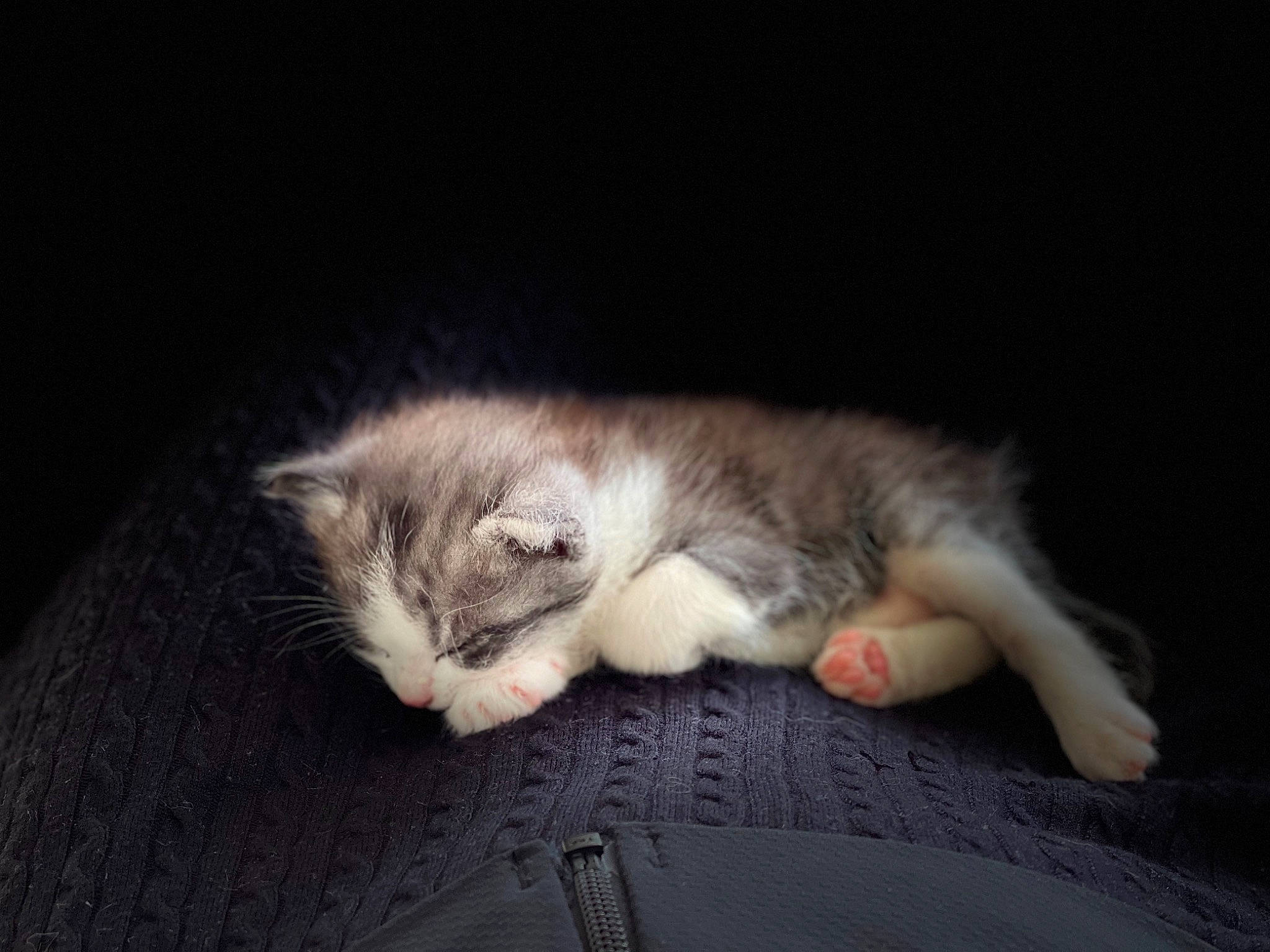 Skylie participe au concours pour gagner de l'argent avec cette photo : canidae, carnivore, cat, claw, comfort, darkness, domestic_short_haired_cat, eye, fawn, felidae, fur, grey, nap, paw, photo_caption, small_to_medium_sized_cats, tail, whiskers, wildlife, wood