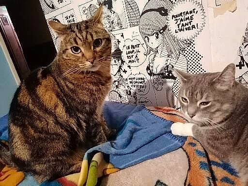 Lutin participe au concours pour gagner de l'argent avec cette photo : carnivore, cat, comfort, domestic_short_haired_cat, felidae, fur, organism, paw, photo_caption, sitting, small_to_medium_sized_cats, snout, terrestrial_animal, whiskers, window