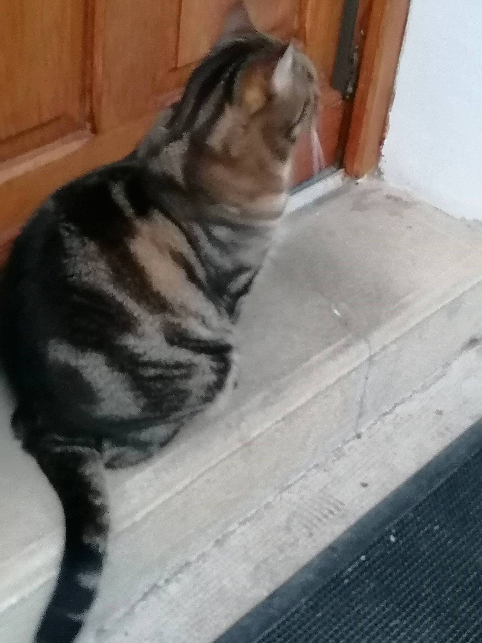 Lutin participe au concours pour gagner de l'argent avec cette photo : carnivore, cat, claw, domestic_short_haired_cat, door, fawn, felidae, flooring, foot, fur, hardwood, paw, small_to_medium_sized_cats, snout, tail, terrestrial_animal, toe, whiskers, wildlife, wood