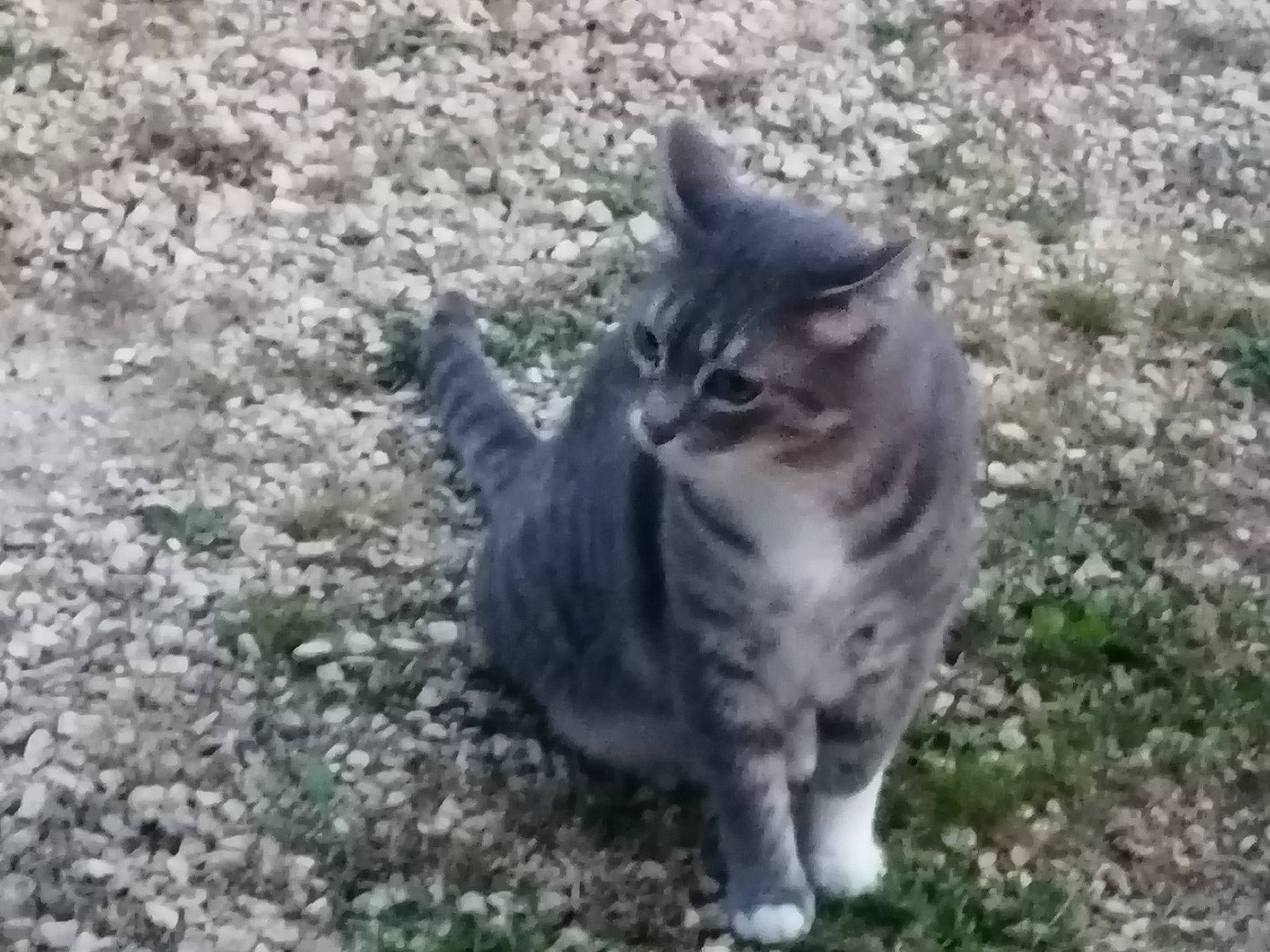 Michka a rejoint le concours — aidez-le/la à gagner de superbes lots ! carnivore, cat, domestic_short_haired_cat, felidae, fur, grass, grey, paw, small_to_medium_sized_cats, snout, soil, tail, terrestrial_animal, whiskers, wildlife