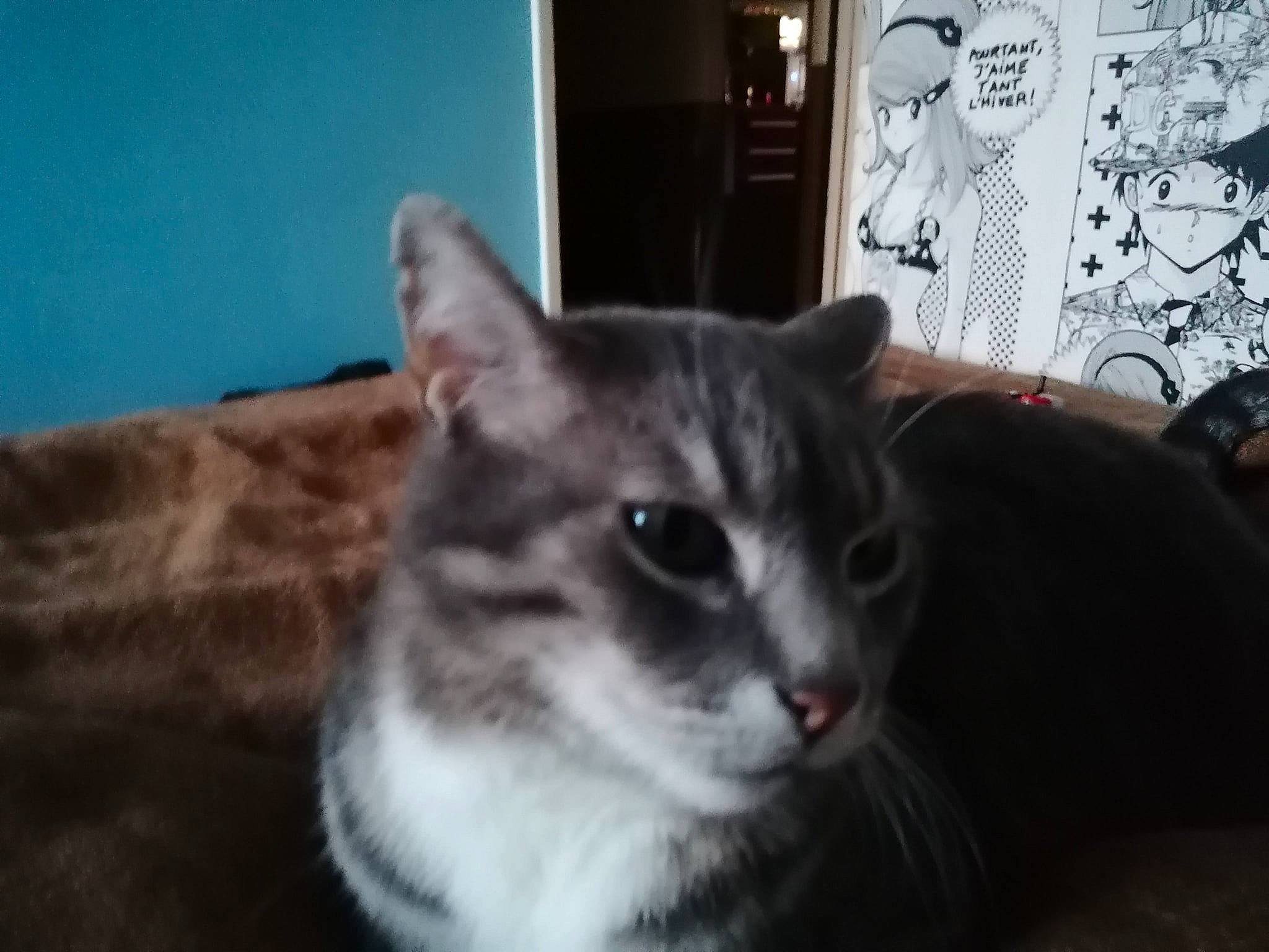 Michka participe au concours pour gagner de l'argent avec cette photo : carnivore, cat, domestic_short_haired_cat, felidae, fur, grey, picture_frame, room, small_to_medium_sized_cats, snout, terrestrial_animal, whiskers