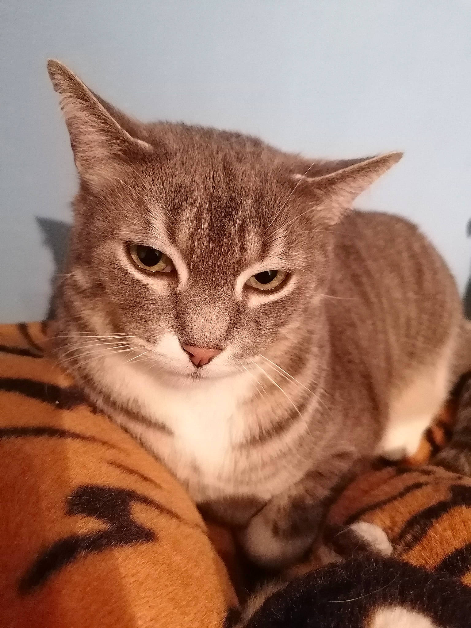 Michka participe au concours pour gagner de l'argent avec cette photo : carnivore, cat, claw, comfort, domestic_short_haired_cat, ear, eye, fawn, felidae, fur, hair, head, human_body, iris, paw, small_to_medium_sized_cats, snout, terrestrial_animal, whiskers, window