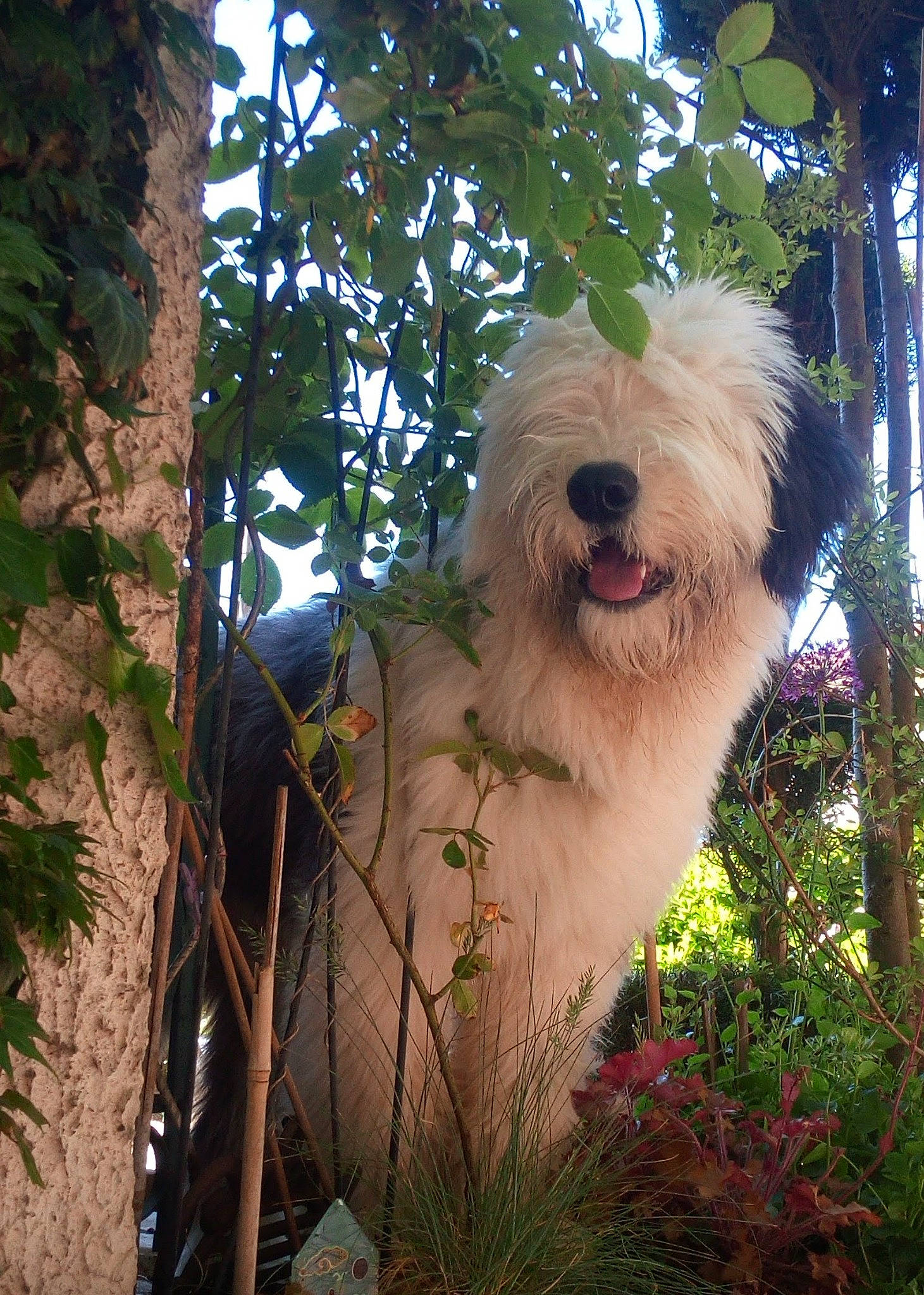 Redford participe au concours pour gagner de l'argent avec cette photo : ancient_dog_breeds, canidae, carnivore, companion_dog, dog, dog_breed, flower, fur, grass, labradoodle, non_sporting_group, old_english_sheepdog, plant, small_terrier, sporting_group, terrier, toy_dog, tree, trunk, working_animal