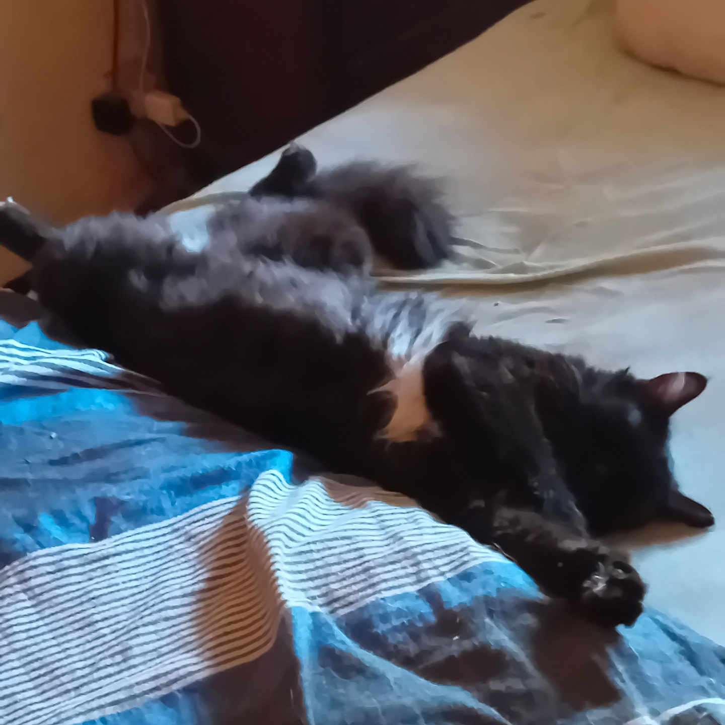 Minou a rejoint le concours — aidez-le/la à gagner de superbes lots ! cat, black_cat, sleeping, bed, blanket, striped_blanket, indoor, feline, resting, fur, pet, cozy, relaxed, animal, home, comfort, mammal, whiskers, ears, paw