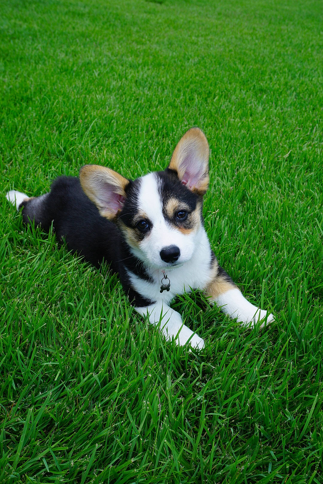 Willow is registered to the contest to win money with this photo: canidae, cardigan_welsh_corgi, carnivore, companion_dog, corgi_chihuahua, dog, dog_breed, grass, herding_dog, lawn, mammal, pembroke_welsh_corgi, puppy, rare_breed_dog, sporting_group, tail, vertebrate, welsh_corgi, welsh_sheepdog