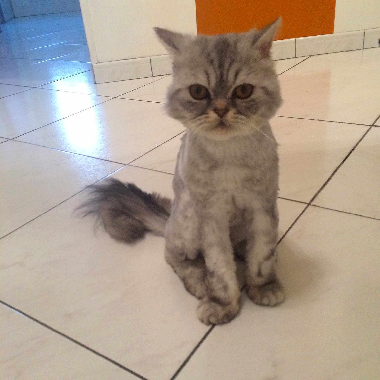 Gribouille a rejoint le concours — aidez-le/la à gagner de superbes lots ! american_shorthair, asian, australian_mist, british_semi_longhair, british_shorthair, carnivoran, cat, cat_like_mammal, domestic_short_haired_cat, european_shorthair, fur, kitten, persian, small_to_medium_sized_cats, snout, whiskers