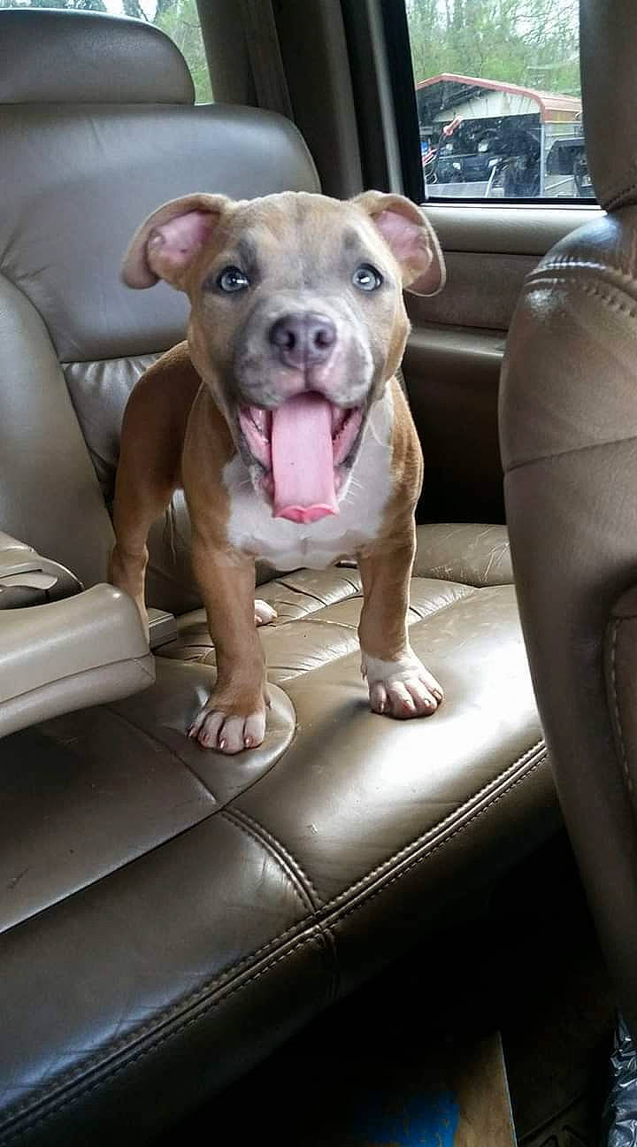 Sky joined the competition — help win amazing prizes! auto_part, canidae, car, car_seat, carnivore, comfort, companion_dog, dog, dog_breed, fawn, guard_dog, molosser, motor_vehicle, snout, sporting_group, toy_dog, vehicle, vehicle_door, whiskers, working_animal