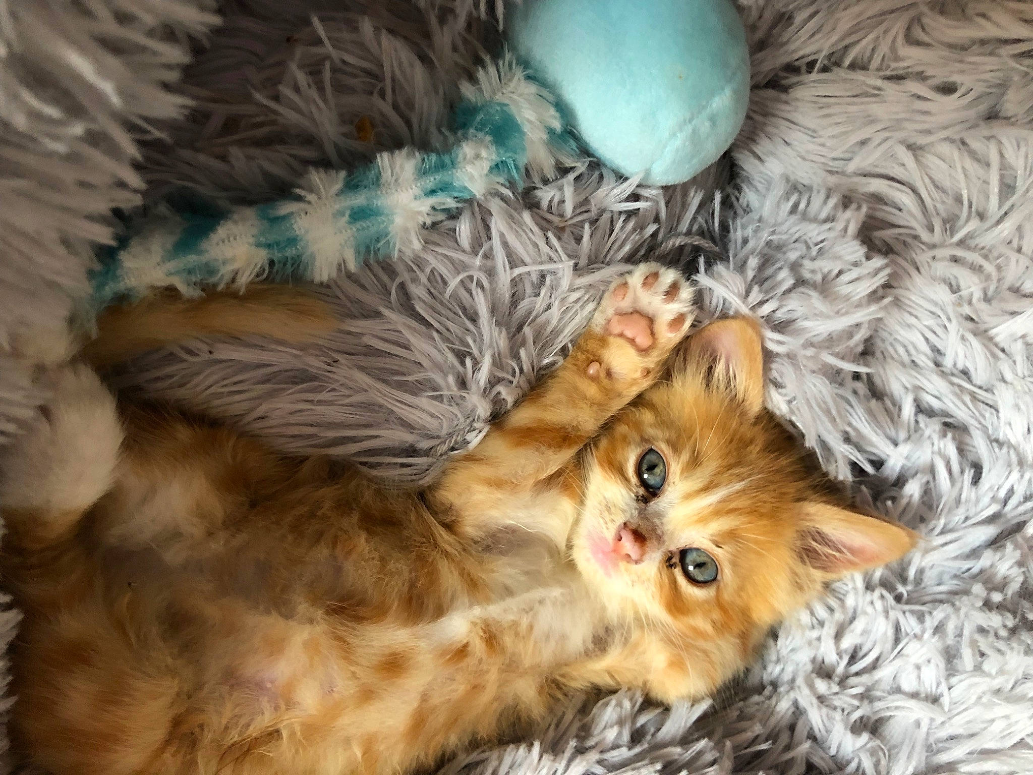 Nachos participe au concours pour gagner de l'argent avec cette photo : carnivore, cat, christmas_tree, close_up, event, fashion_accessory, fawn, felidae, fur, mammal, natural_material, ornament, paw, small_to_medium_sized_cats, stuffed_toy, tail, terrestrial_animal, toy, whiskers, white