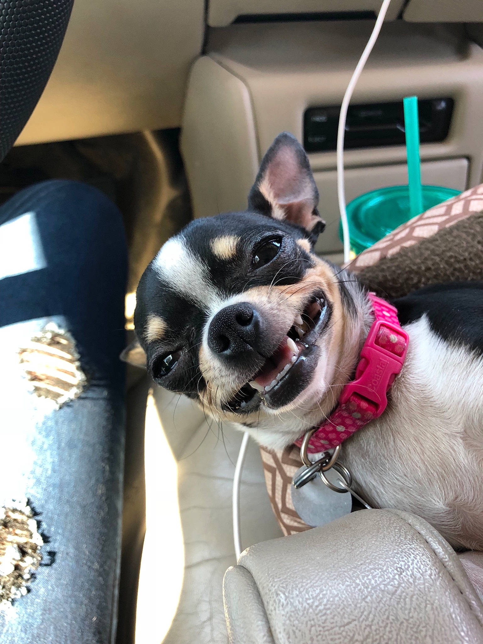 Bella is registered to the contest to win money with this photo: boston_terrier, canidae, carnivore, companion_dog, dog, dog_breed, feist, fox_terrier, mammal, miniature_fox_terrier, rare_breed_dog, rat_terrier, ratonero_bodeguero_andaluz, snout, sporting_group, terrier, toy_dog, toy_fox_terrier
