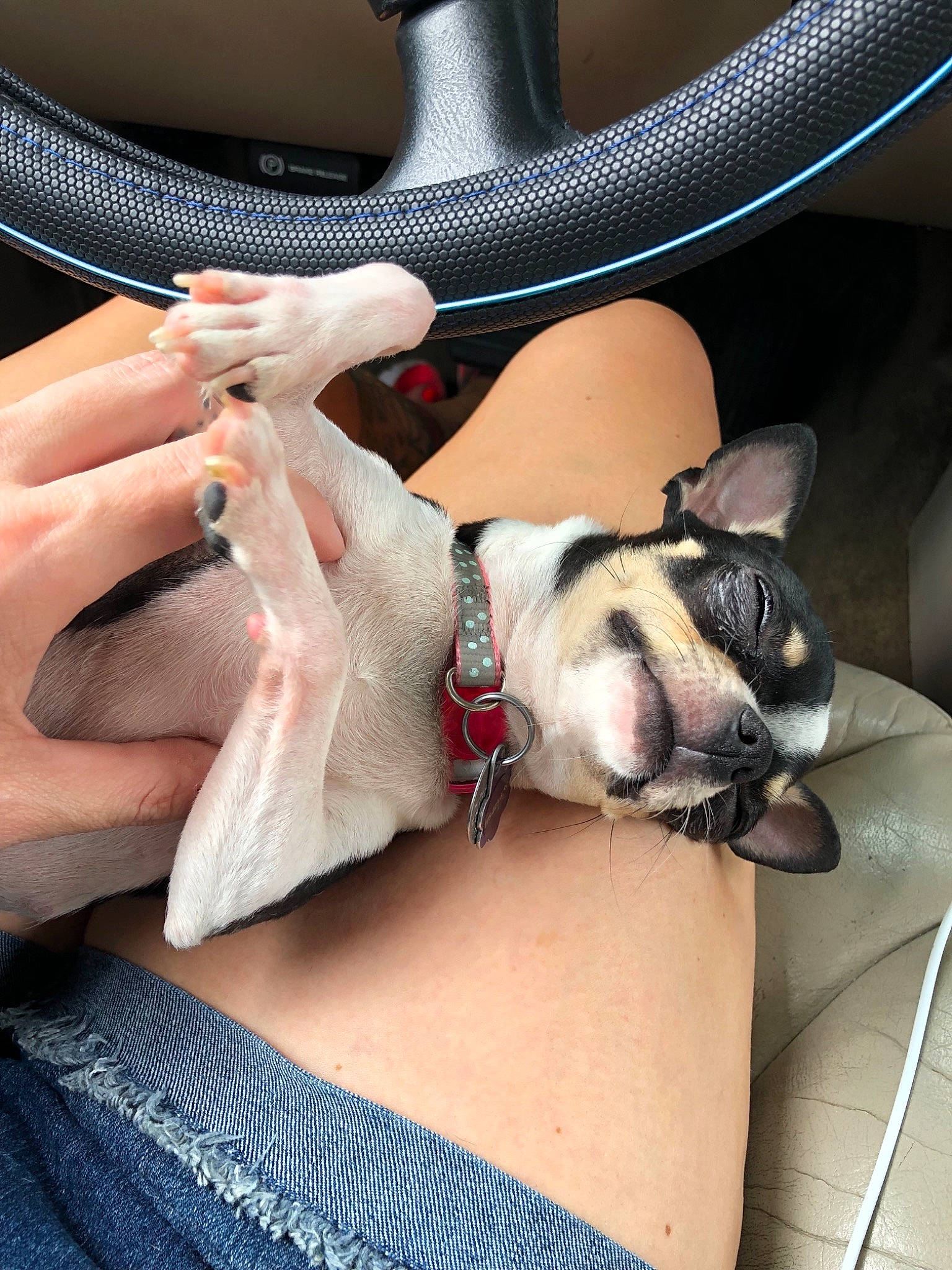 Bella is registered to the contest to win money with this photo: boston_terrier, bulldog, canidae, carnivore, companion_dog, dog, dog_breed, fawn, french_bulldog, hand, leash, leg, nail, non_sporting_group, puppy, snout, toy_dog