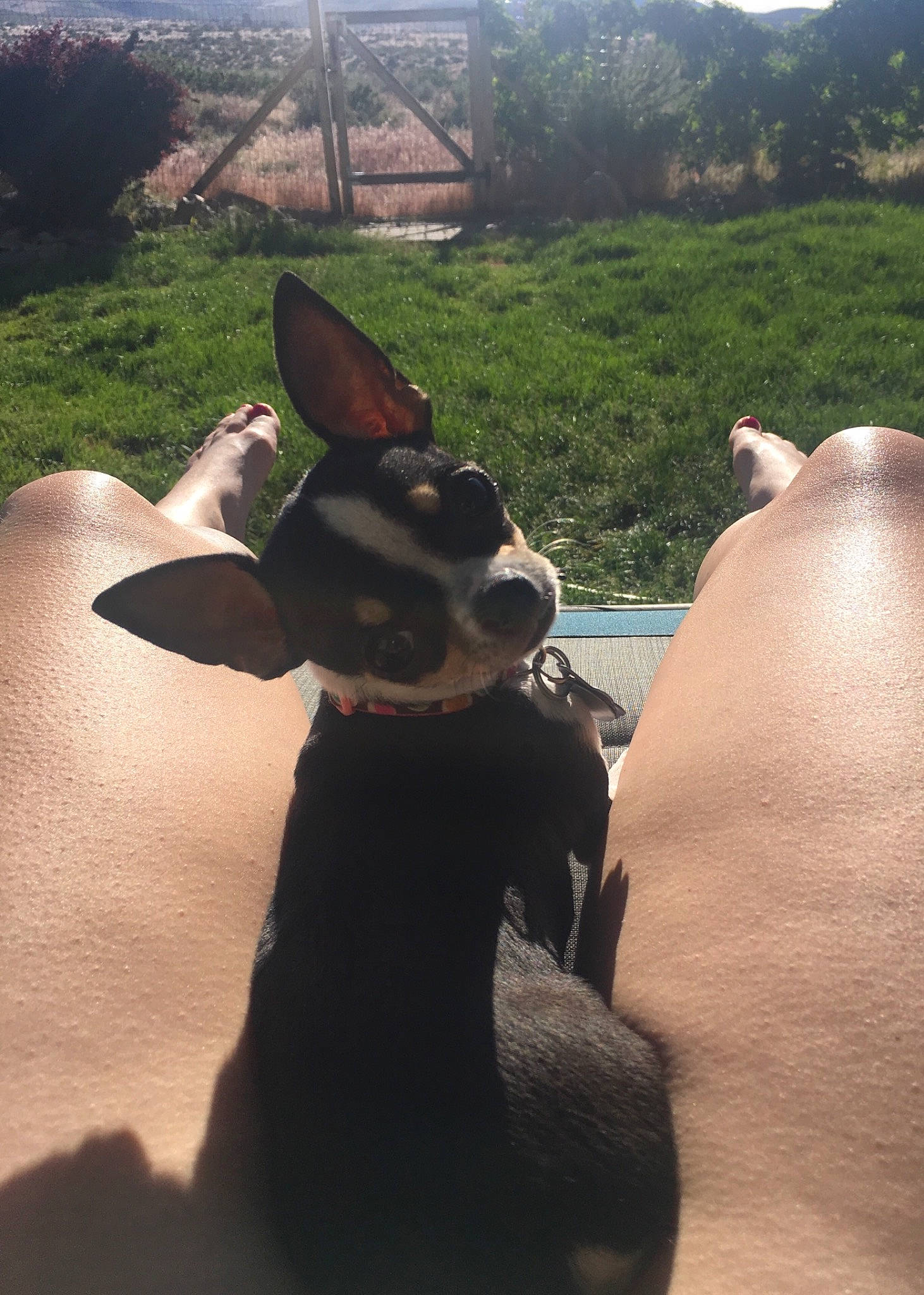 Bella is registered to the contest to win money with this photo: canidae, carnivore, dog, dog_breed, ear, fawn, miniature_pinscher, snout