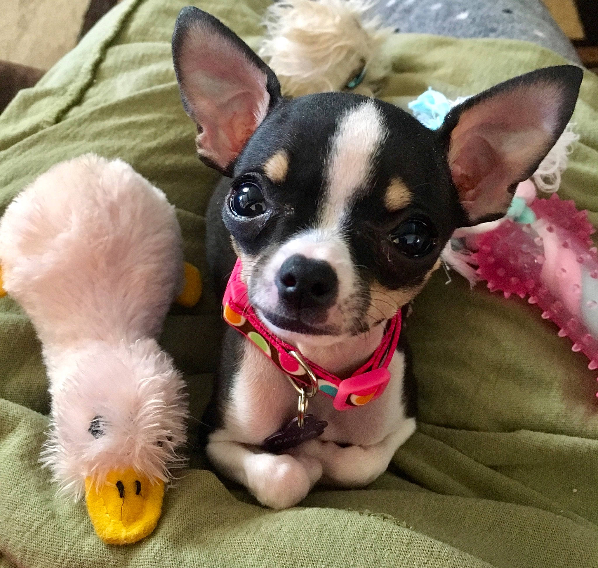 Bella joined the competition — help win amazing prizes! canidae, carnivore, chihuahua, companion_dog, dog, dog_breed, dog_clothes, ear, english_toy_terrier, mammal, nose, puppy, puppy_love, rat_terrier, russkiy_toy, snout, sporting_group, toy_dog, toy_fox_terrier, vertebrate