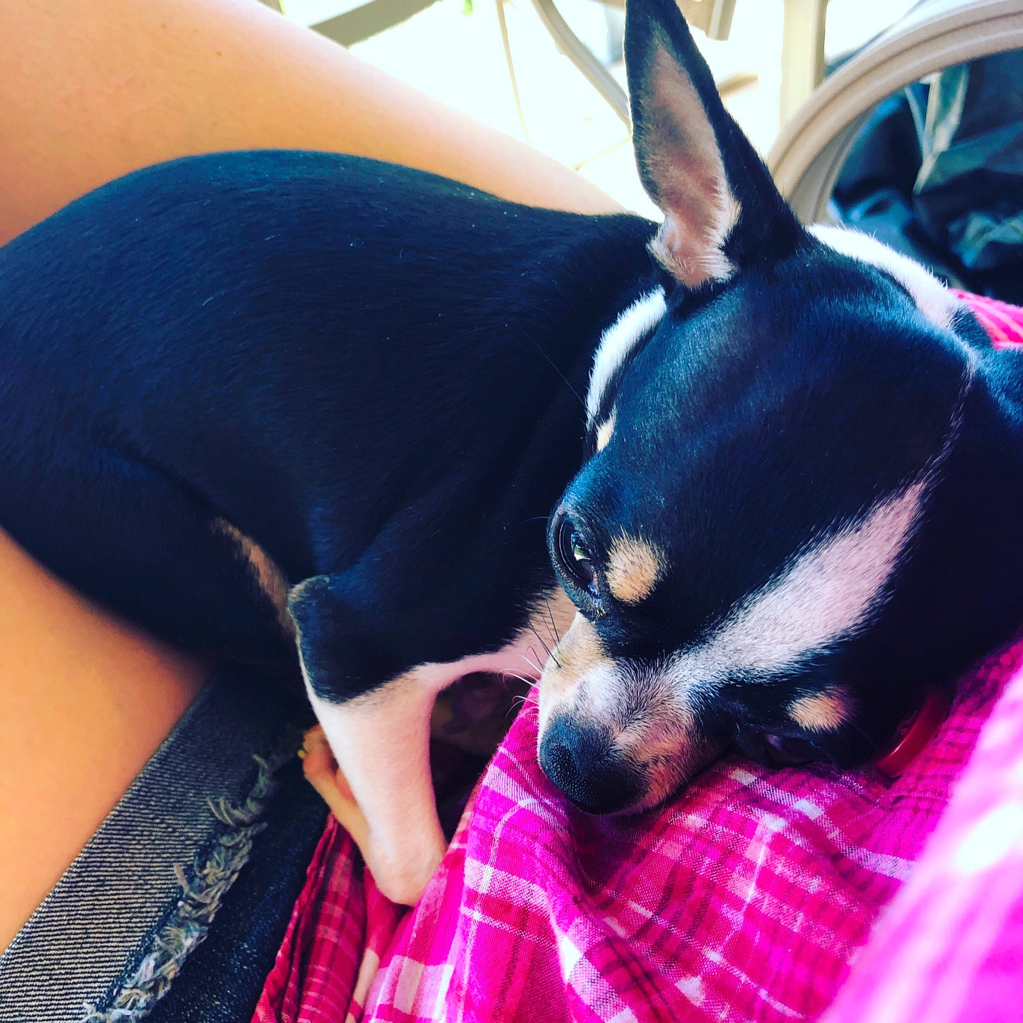 Bella joined the competition — help win amazing prizes! canidae, carnivore, chihuahua, companion_dog, cool, dog, dog_breed, ear, english_toy_terrier, mammal, miniature_pinscher, plaid, prazsky_krysarik, puppy, rat_terrier, russkiy_toy, snout, toy_dog, toy_fox_terrier, vertebrate