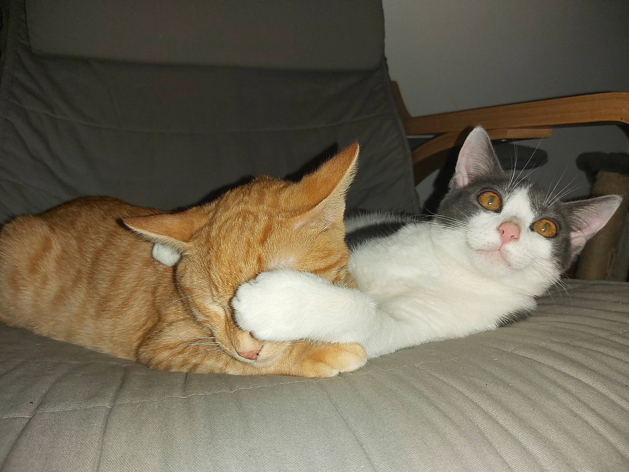 Sky a rejoint le concours — aidez-le/la à gagner de superbes lots ! asian, carnivore, cat, comfort, domestic_short_haired_cat, ear, european_shorthair, fawn, felidae, fur, kitten, mammal, nap, polydactyl_cat, small_to_medium_sized_cats, tabby_cat, whiskers