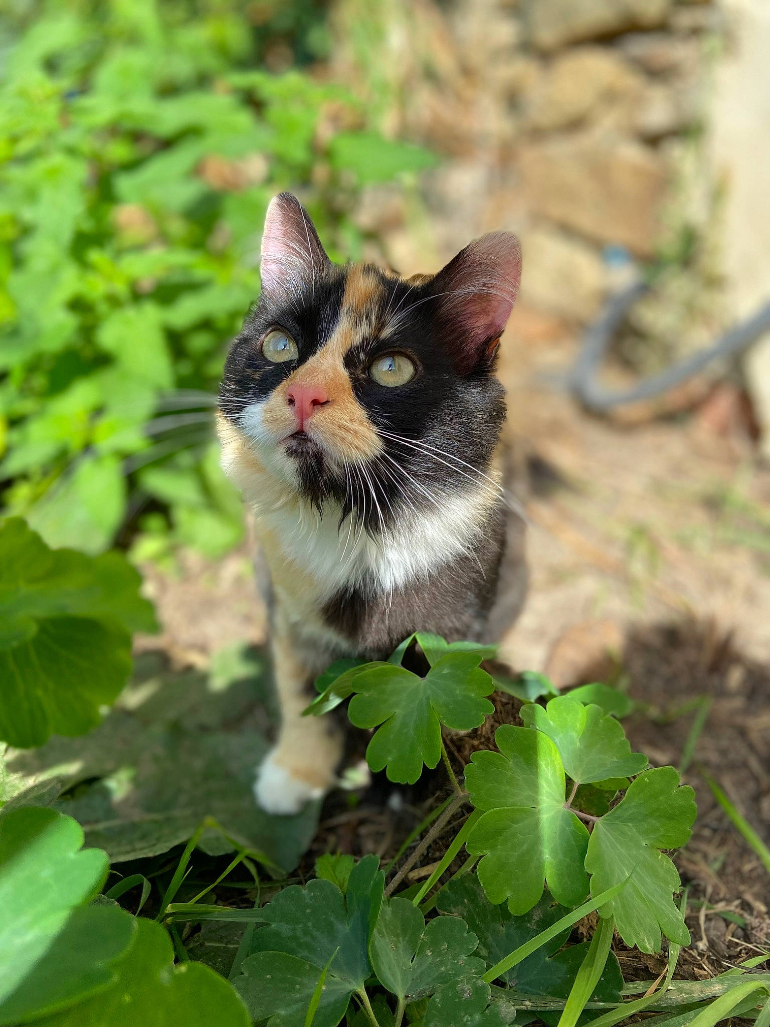 Gribouille a rejoint le concours — aidez-le/la à gagner de superbes lots ! annual_plant, carnivore, cat, domestic_short_haired_cat, fawn, felidae, fur, grass, groundcover, herb, herbaceous_plant, plant, plant_stem, small_to_medium_sized_cats, snout, soil, tail, terrestrial_animal, whiskers, wildlife