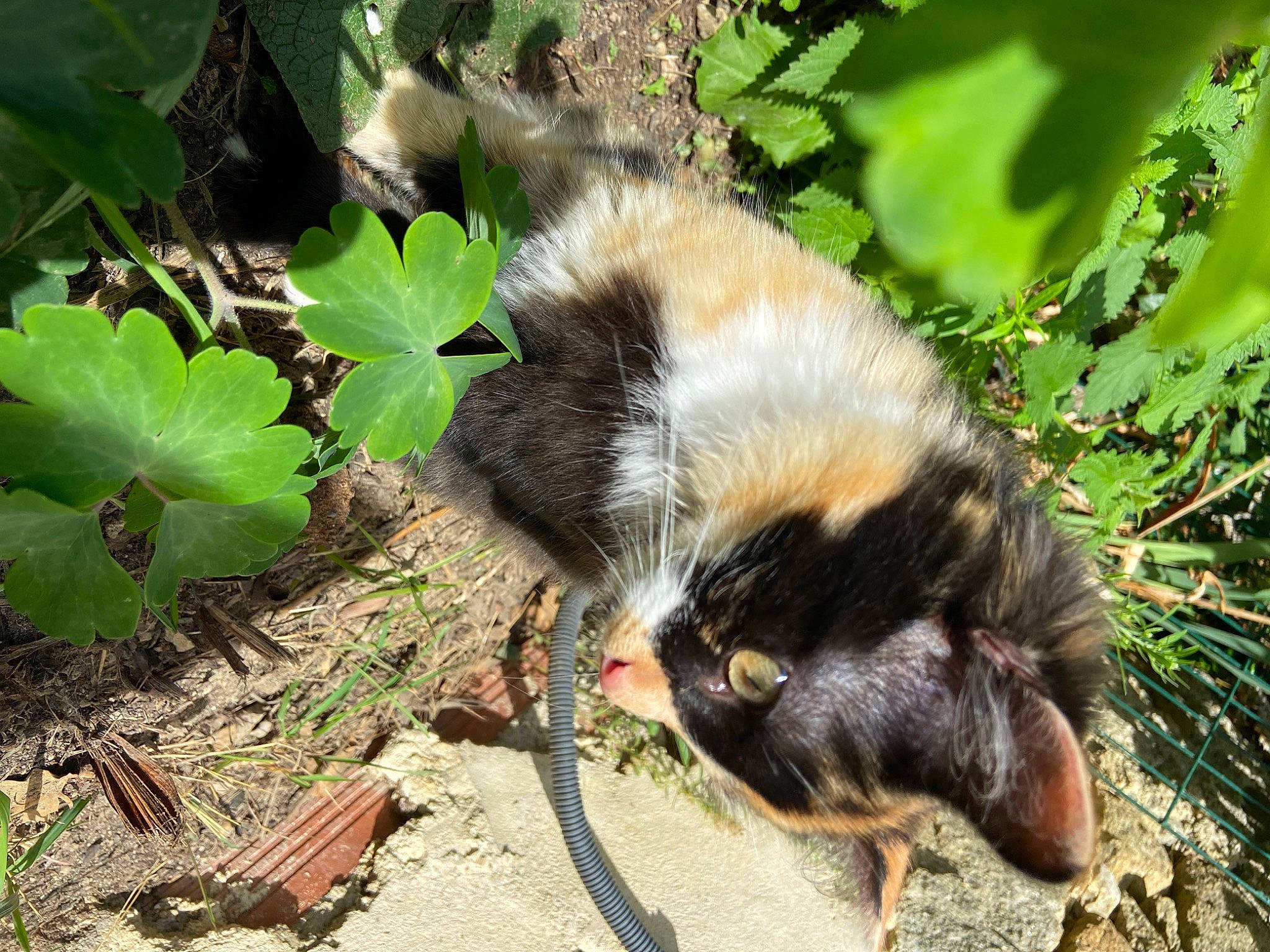 Gribouille participe au concours pour gagner de l'argent avec cette photo : _geese_and_swans, annual_plant, beak, bird, botany, claw, dog_breed, ducks, fur, grass, groundcover, herb, livestock, palm_tree, plant, poultry, soil, tail, terrestrial_animal, water_bird
