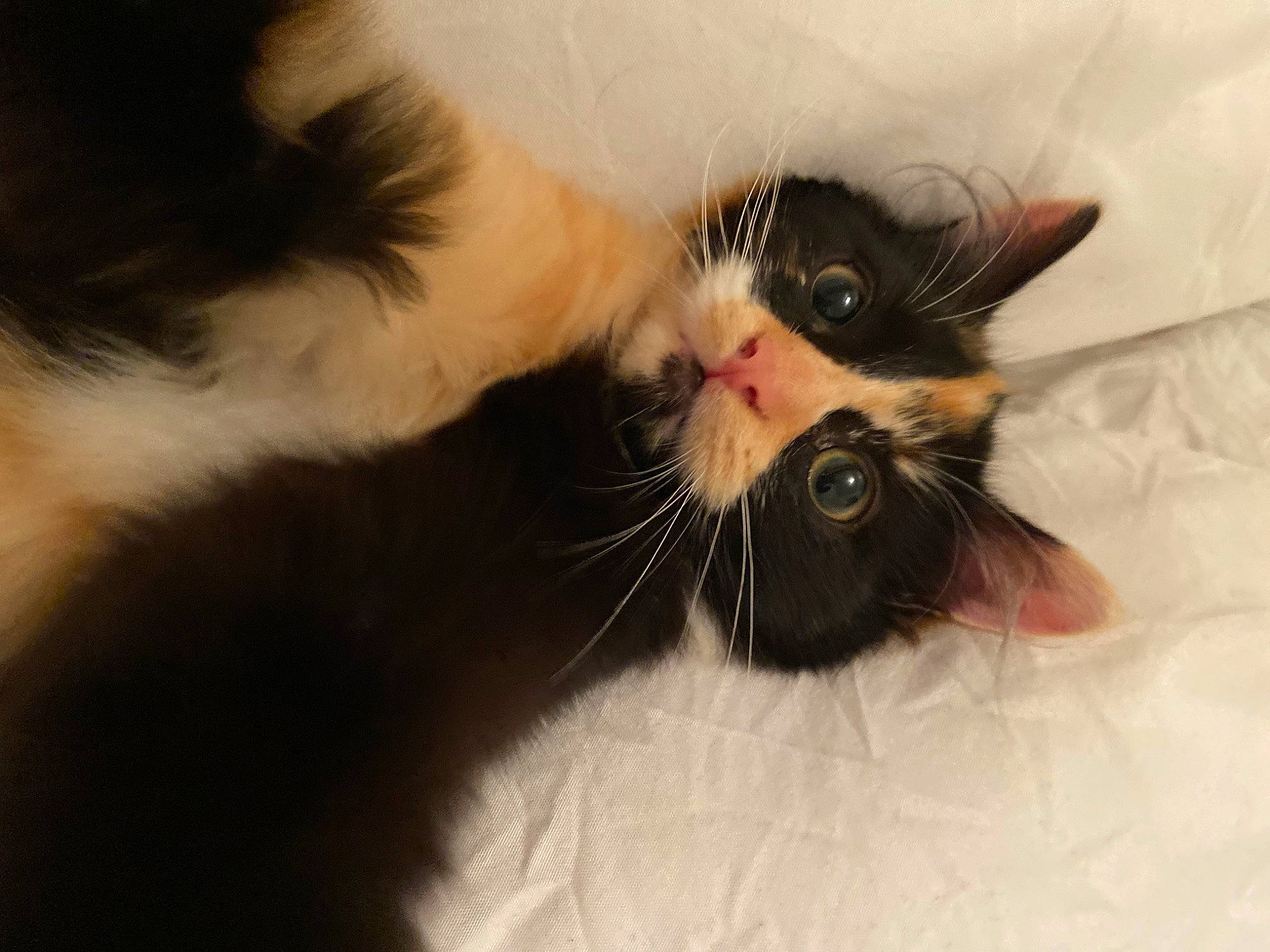 Gribouille a rejoint le concours — aidez-le/la à gagner de superbes lots ! black_cat, carnivore, cat, claw, comfort, domestic_short_haired_cat, ear, eyelash, fang, felidae, fur, gesture, nail, nap, paw, small_to_medium_sized_cats, snout, tail, whiskers