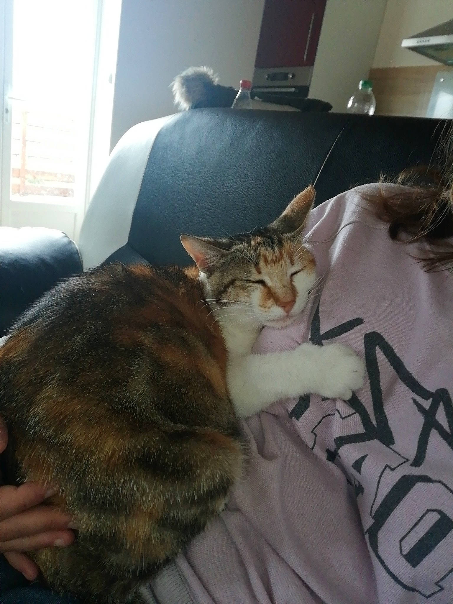 Clochette a rejoint le concours — aidez-le/la à gagner de superbes lots ! aegean_cat, american_shorthair, asian, carnivore, cat, domestic_short_haired_cat, dragon_li, european_shorthair, felidae, fur, kitten, small_to_medium_sized_cats, tabby_cat, whiskers