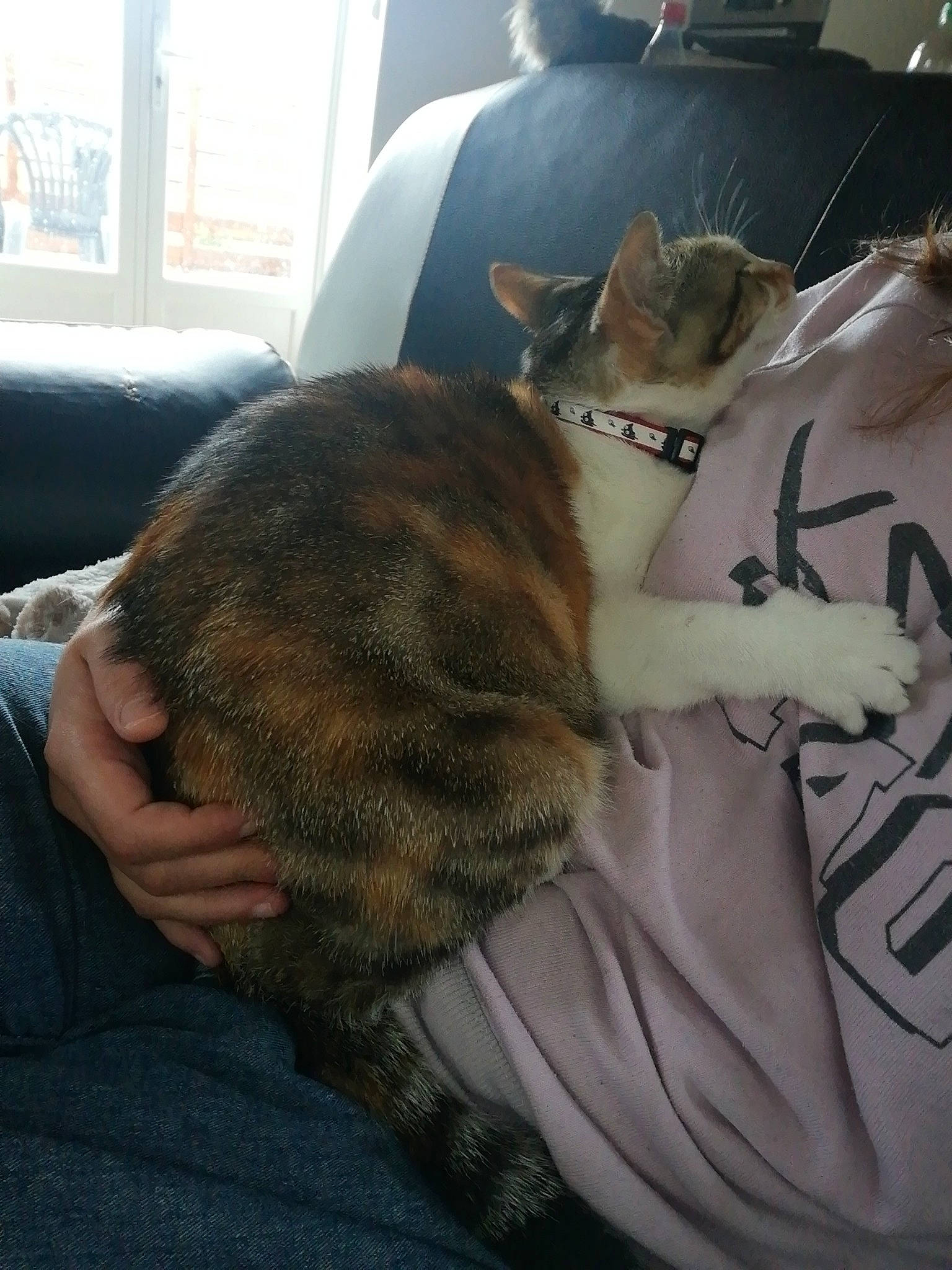 Clochette participe au concours pour gagner de l'argent avec cette photo : asian, carnivore, cat, domestic_short_haired_cat, dragon_li, ear, european_shorthair, felidae, fur, small_to_medium_sized_cats, tabby_cat, tail, whiskers