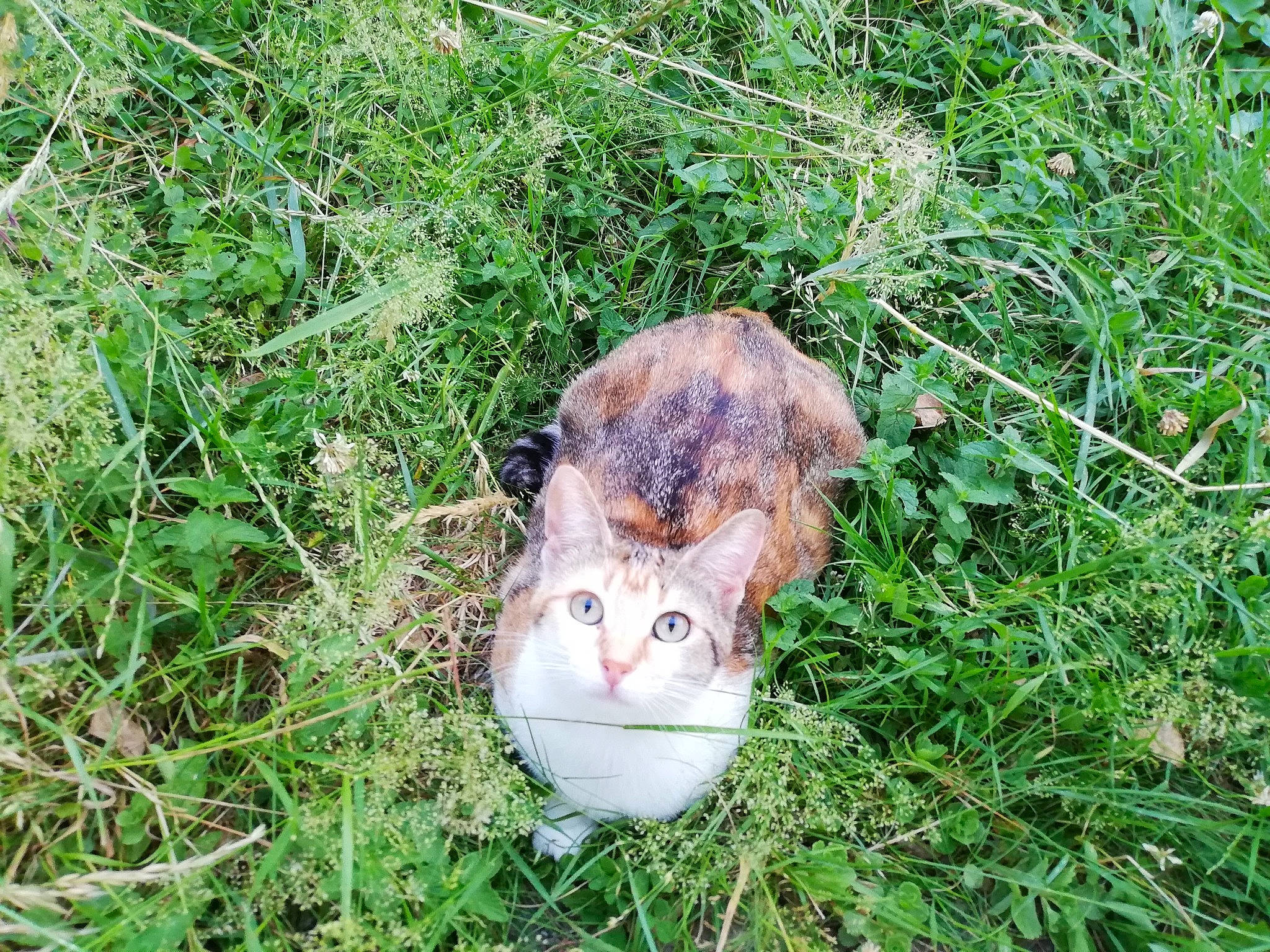 Clochette participe au concours pour gagner de l'argent avec cette photo : carnivore, cat, fawn, felidae, german_rex, grass, small_to_medium_sized_cats, whiskers