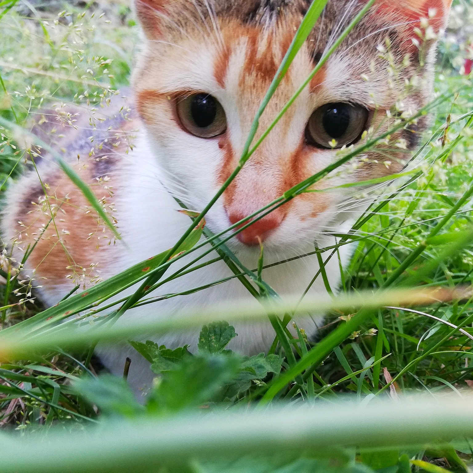 Clochette